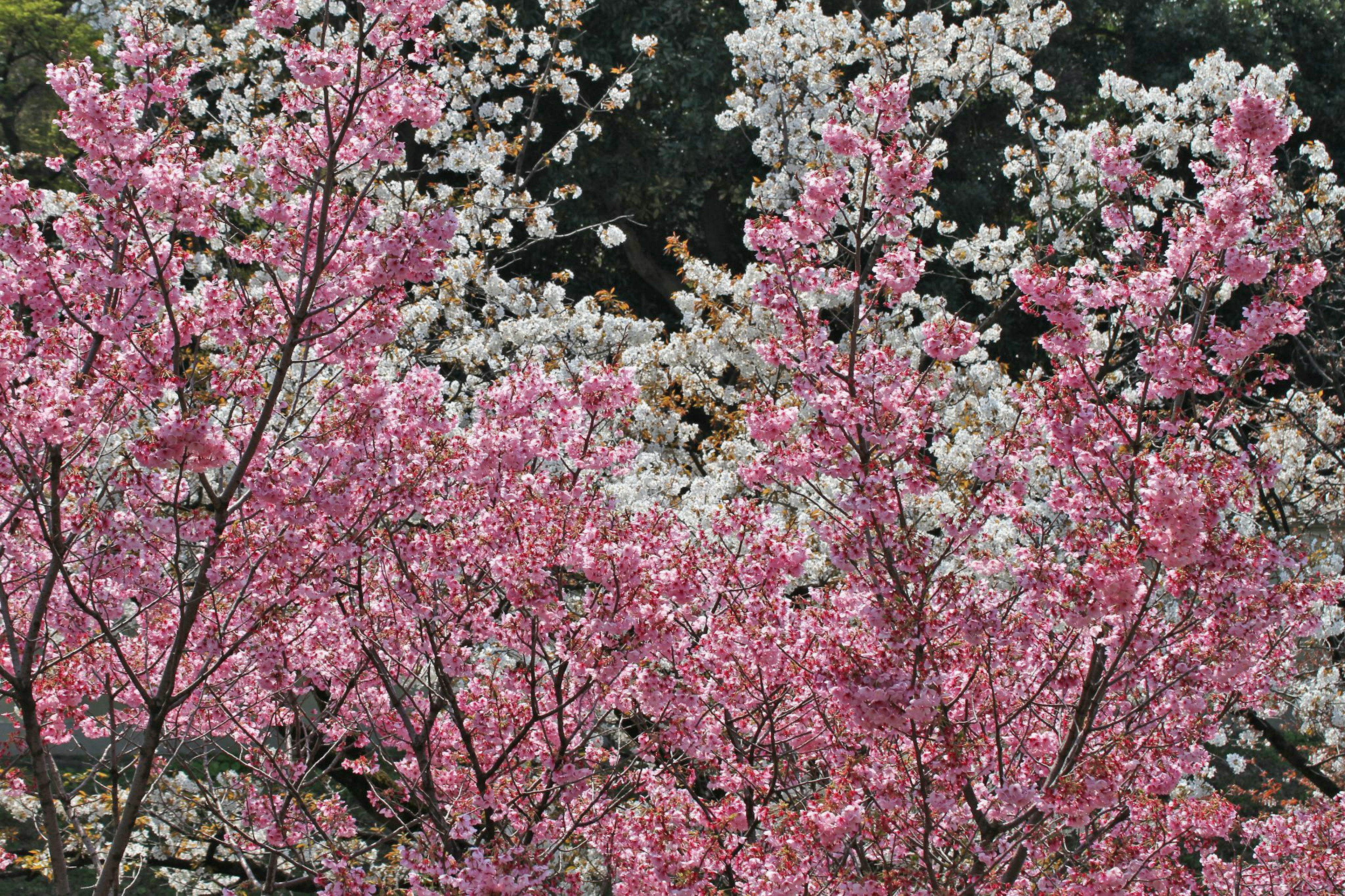 Hermosa escena de flores de cerezo con flores rosas y blancas