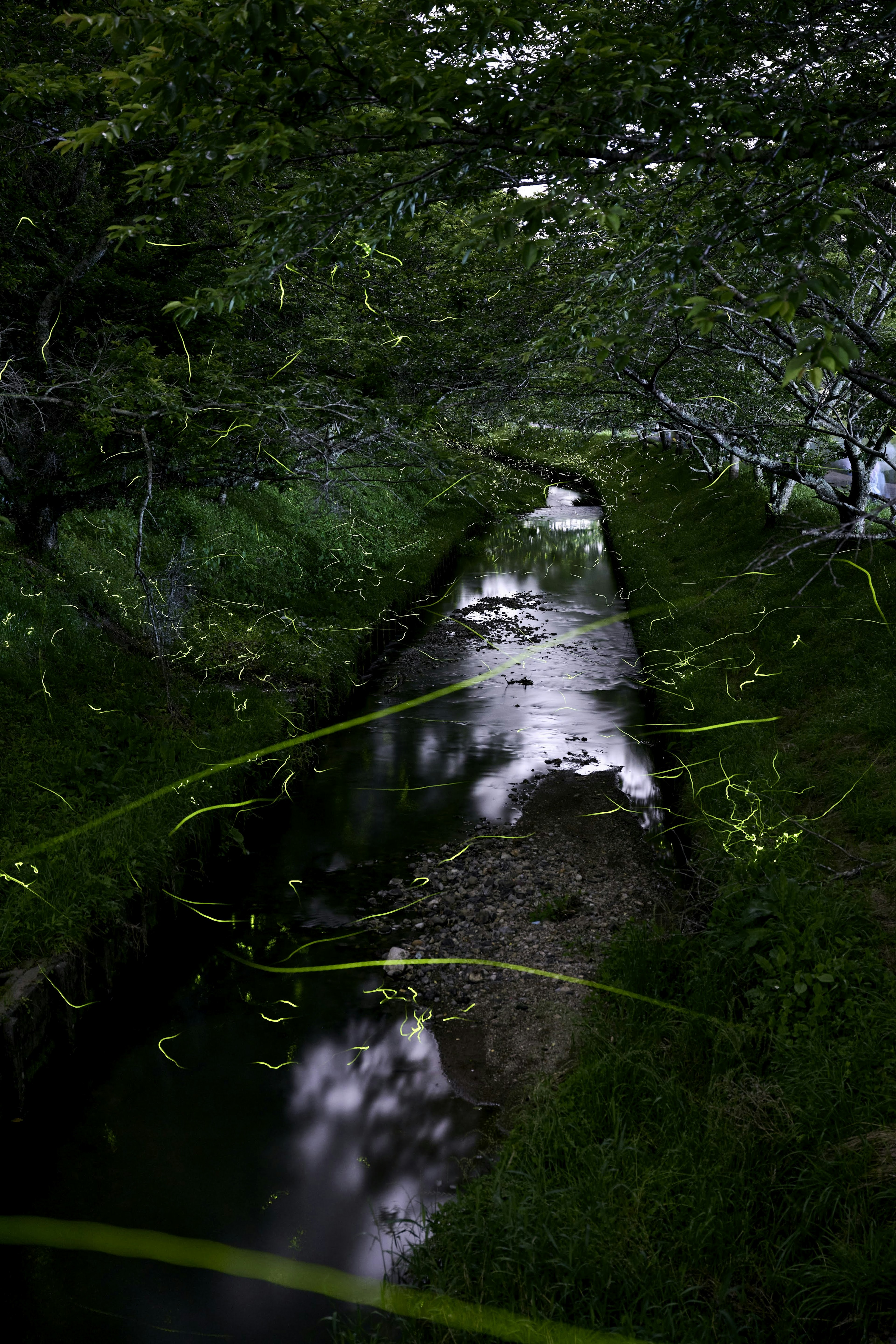 Ruhiger Bach, der das Grün und verstreute Blätter spiegelt