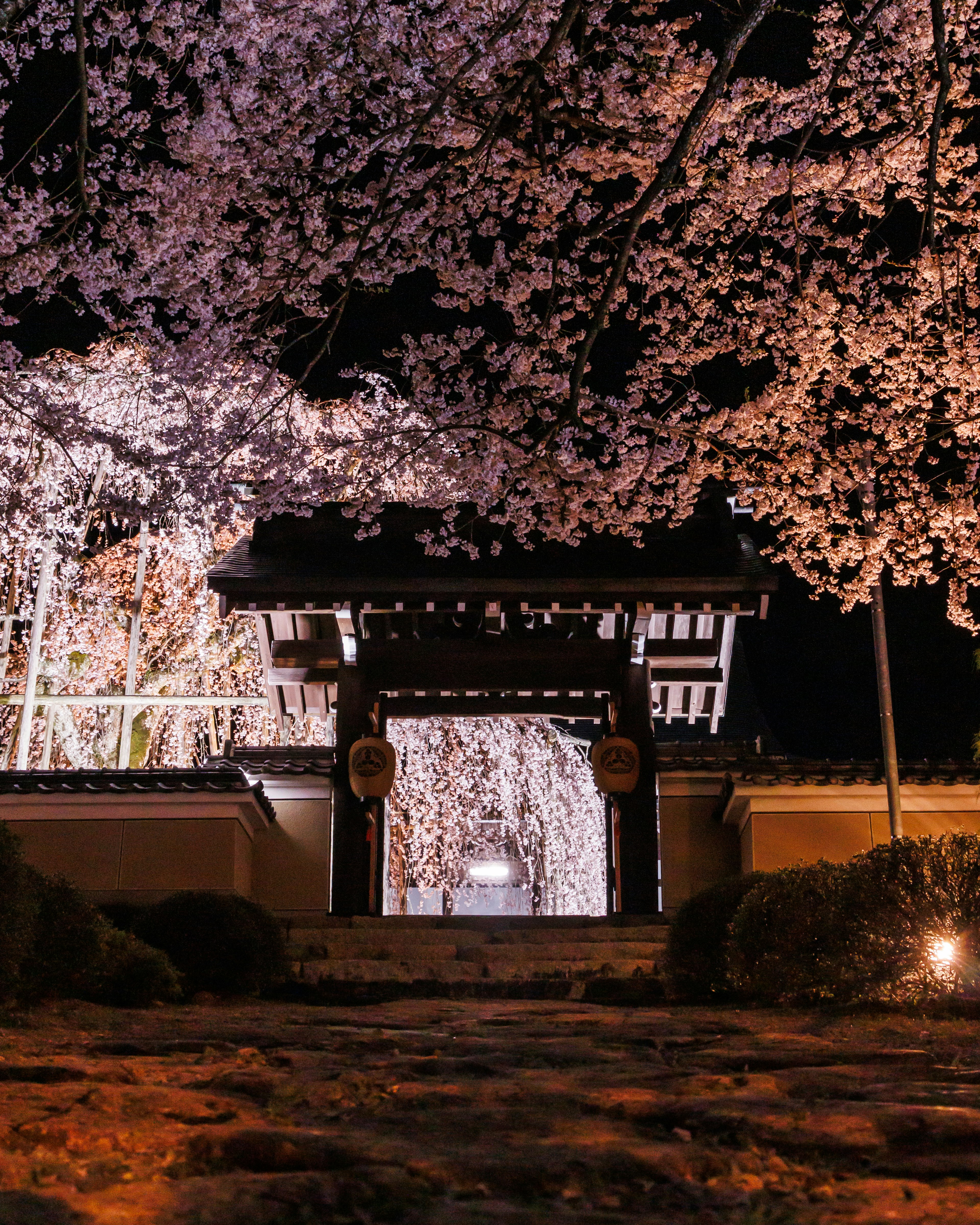 Vista nocturna de la entrada de un templo bajo cerezos en flor