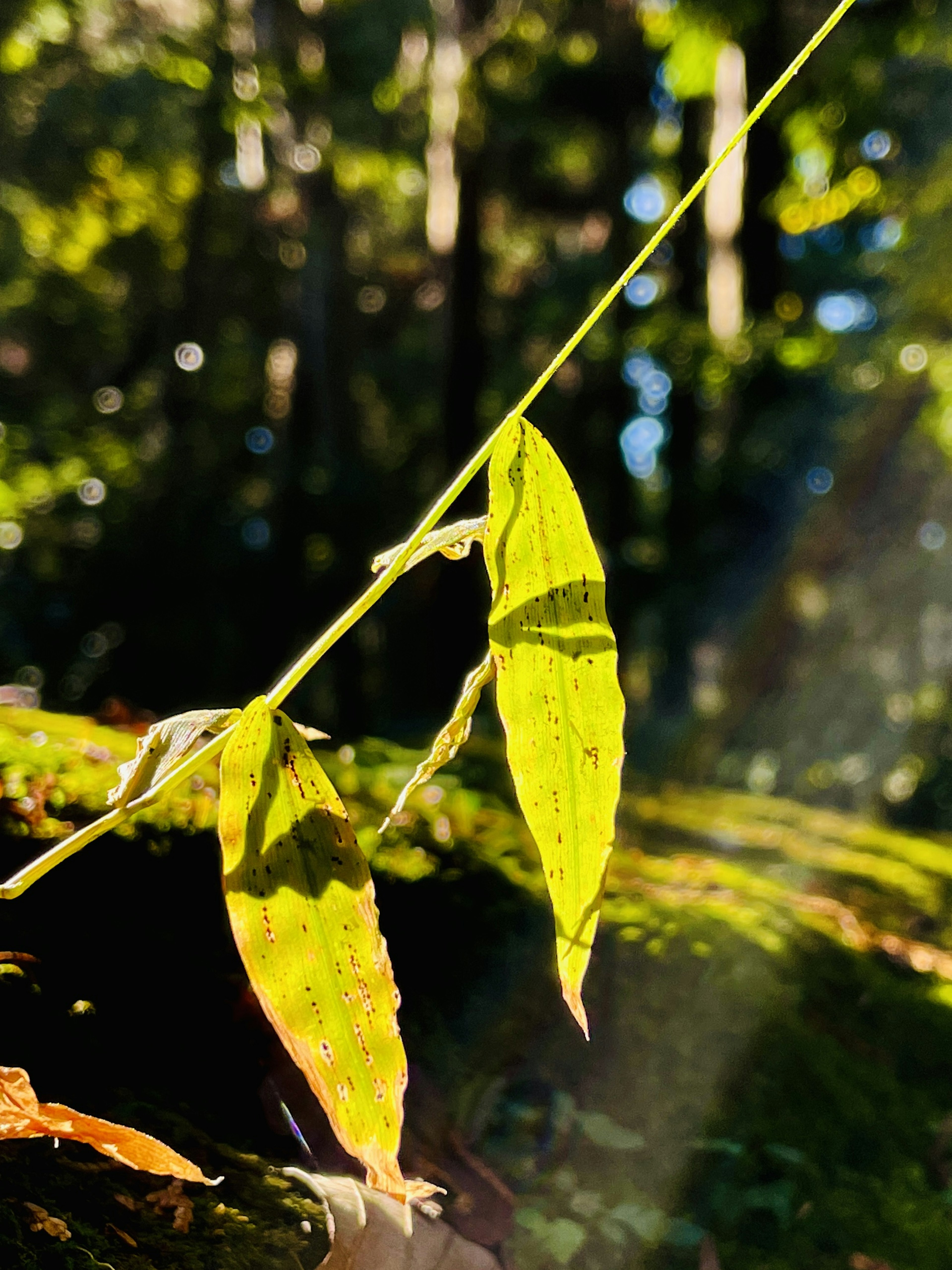 Daun hijau yang bersinar di bawah cahaya dalam suasana hutan