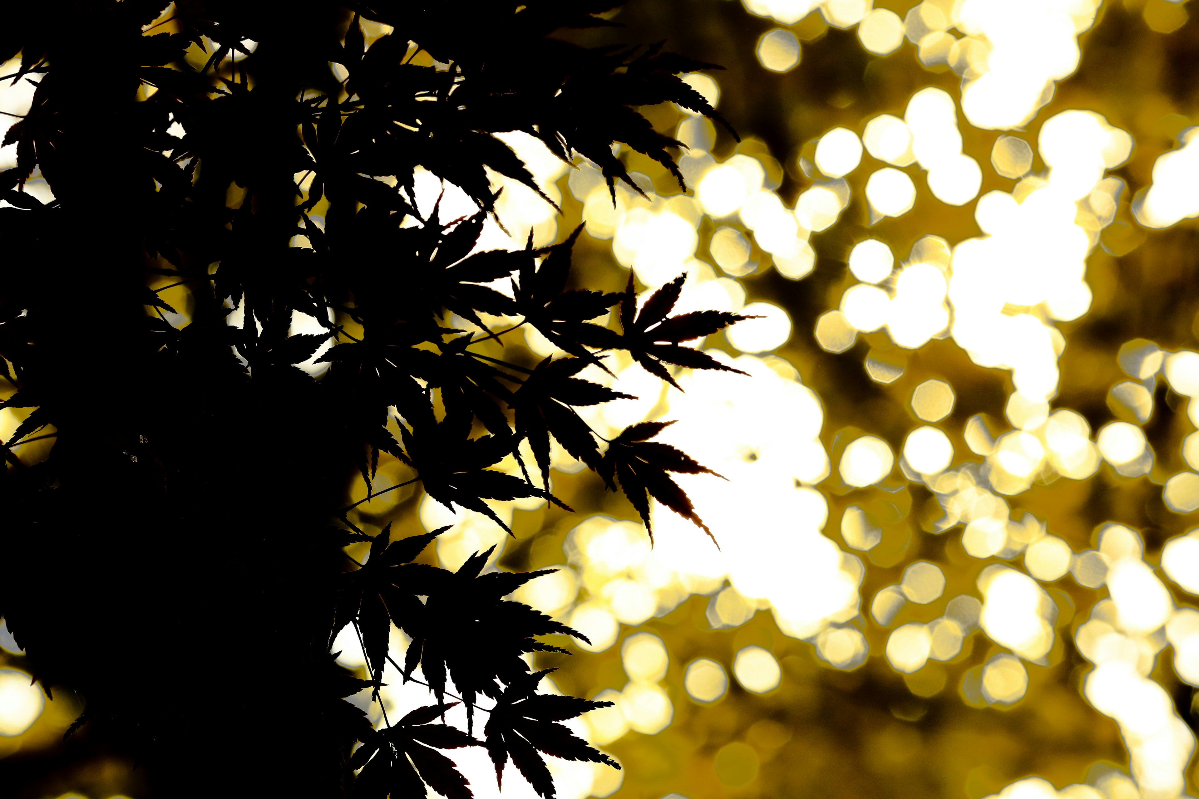 Silhouette of leaves against a golden bokeh background