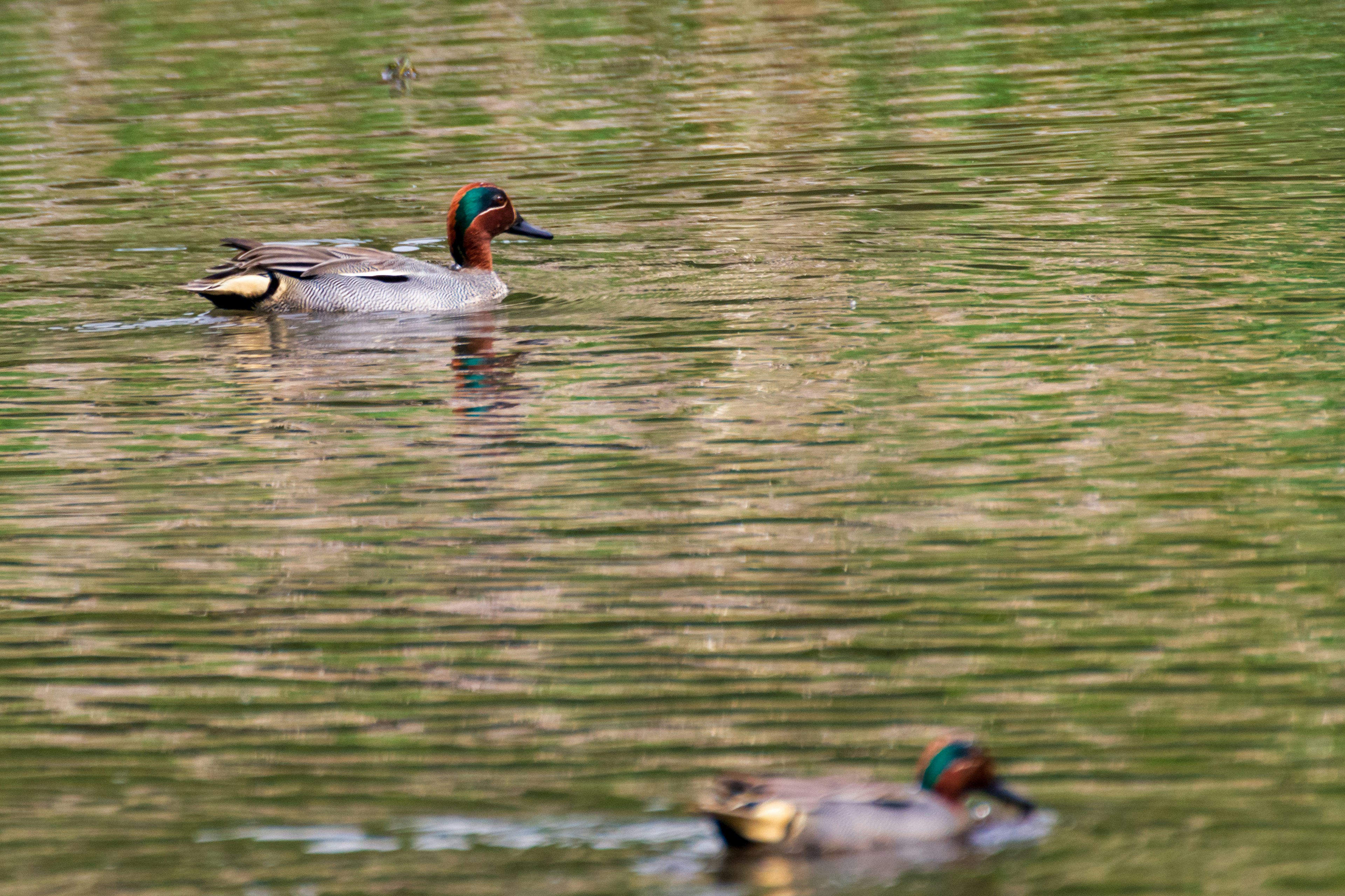 Two ducks swimming on a reflective water surface in a natural setting