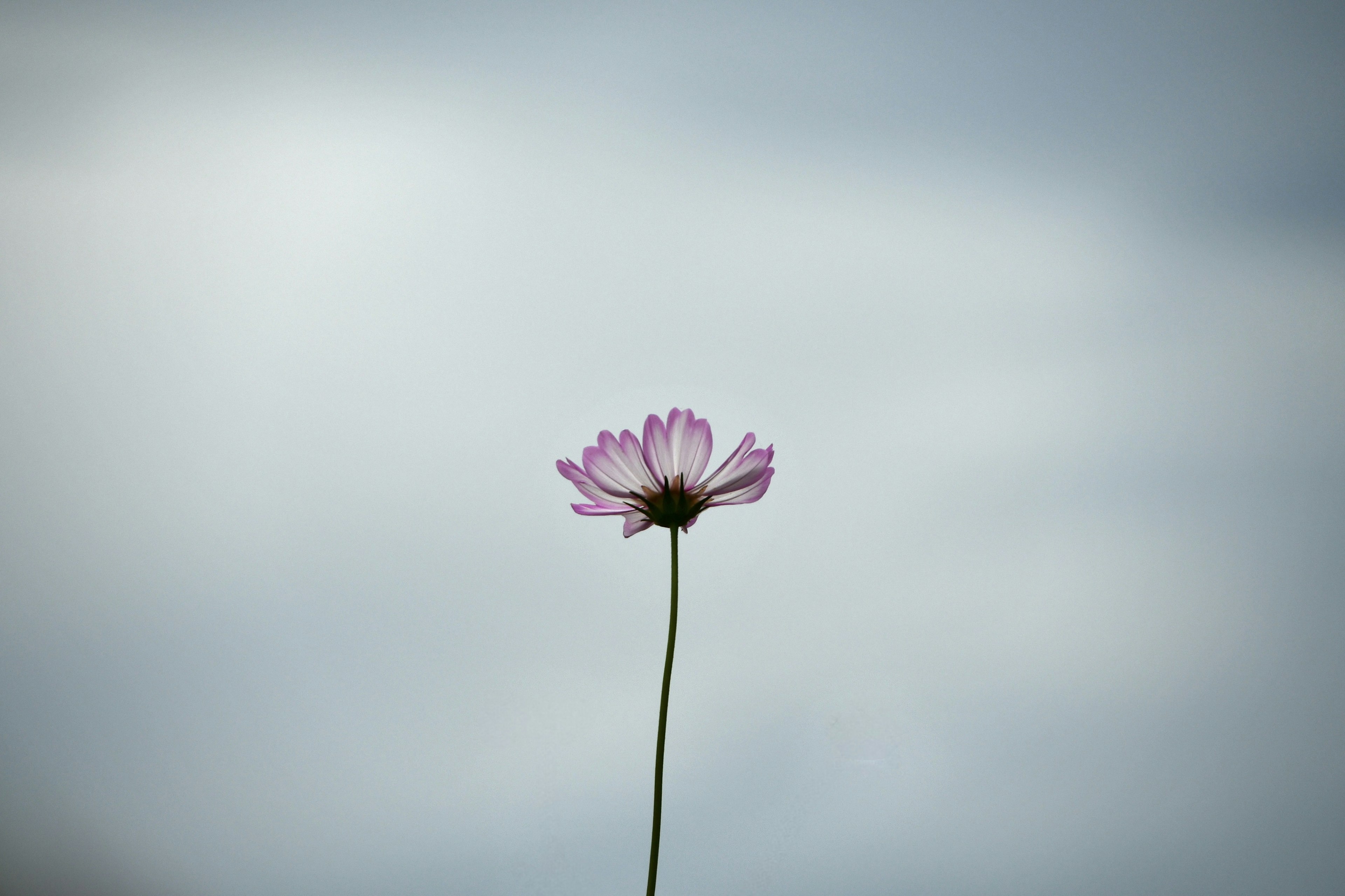 薄紫色の花が青灰色の背景に浮かび上がる