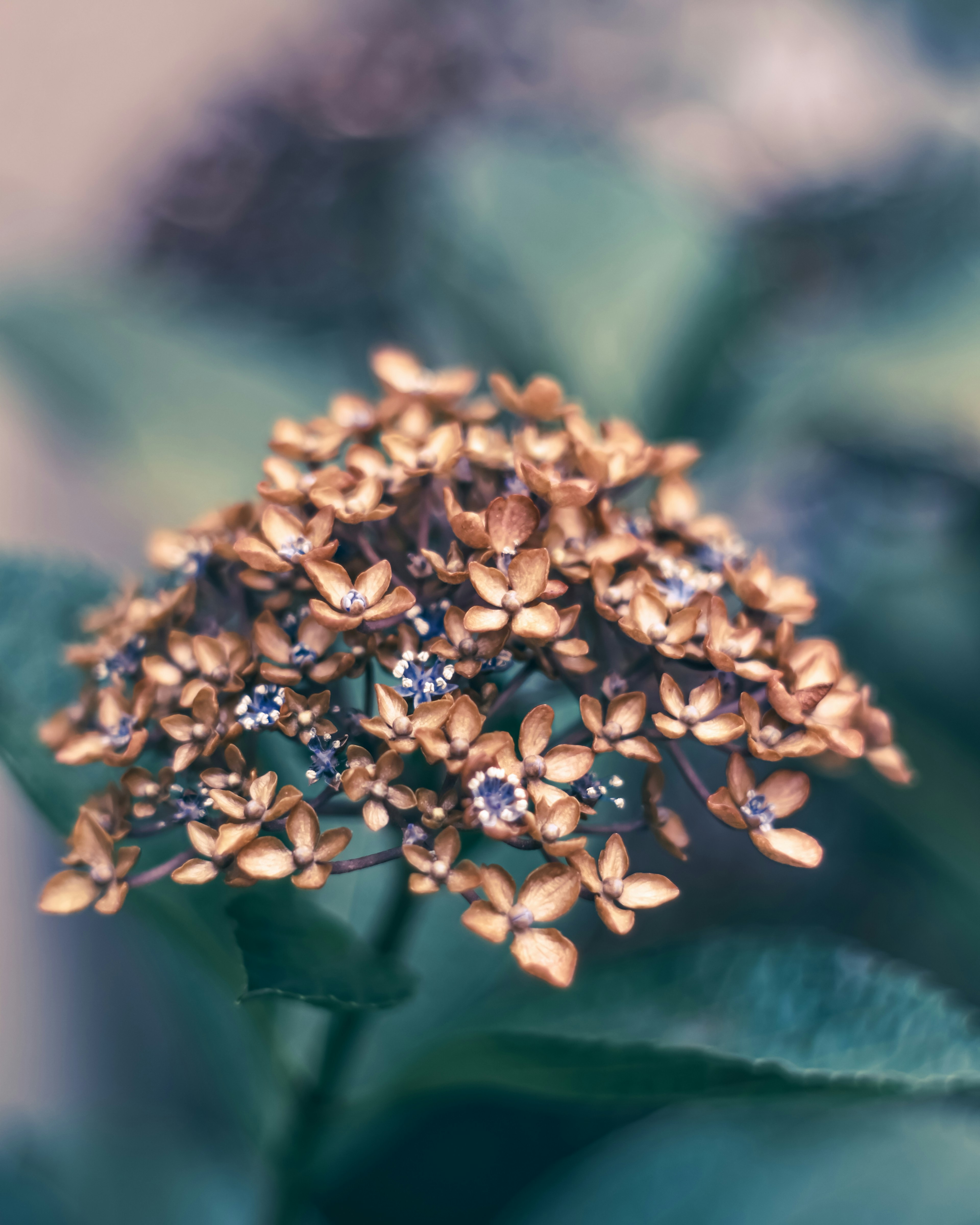 Gros plan d'un groupe de fleurs dorées sur une plante