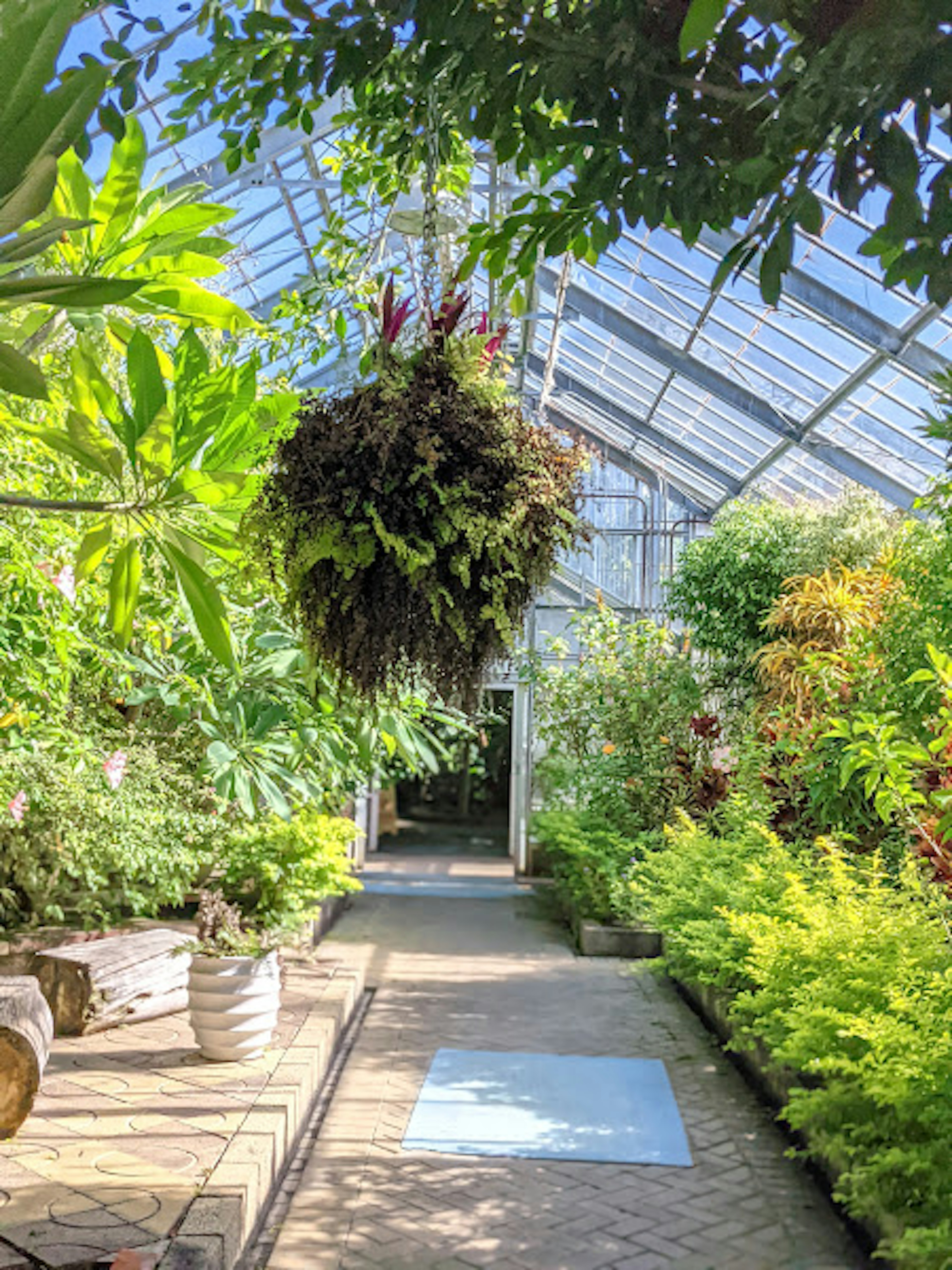 Intérieur luxuriant d'une serre avec des plantes suspendues et une végétation variée