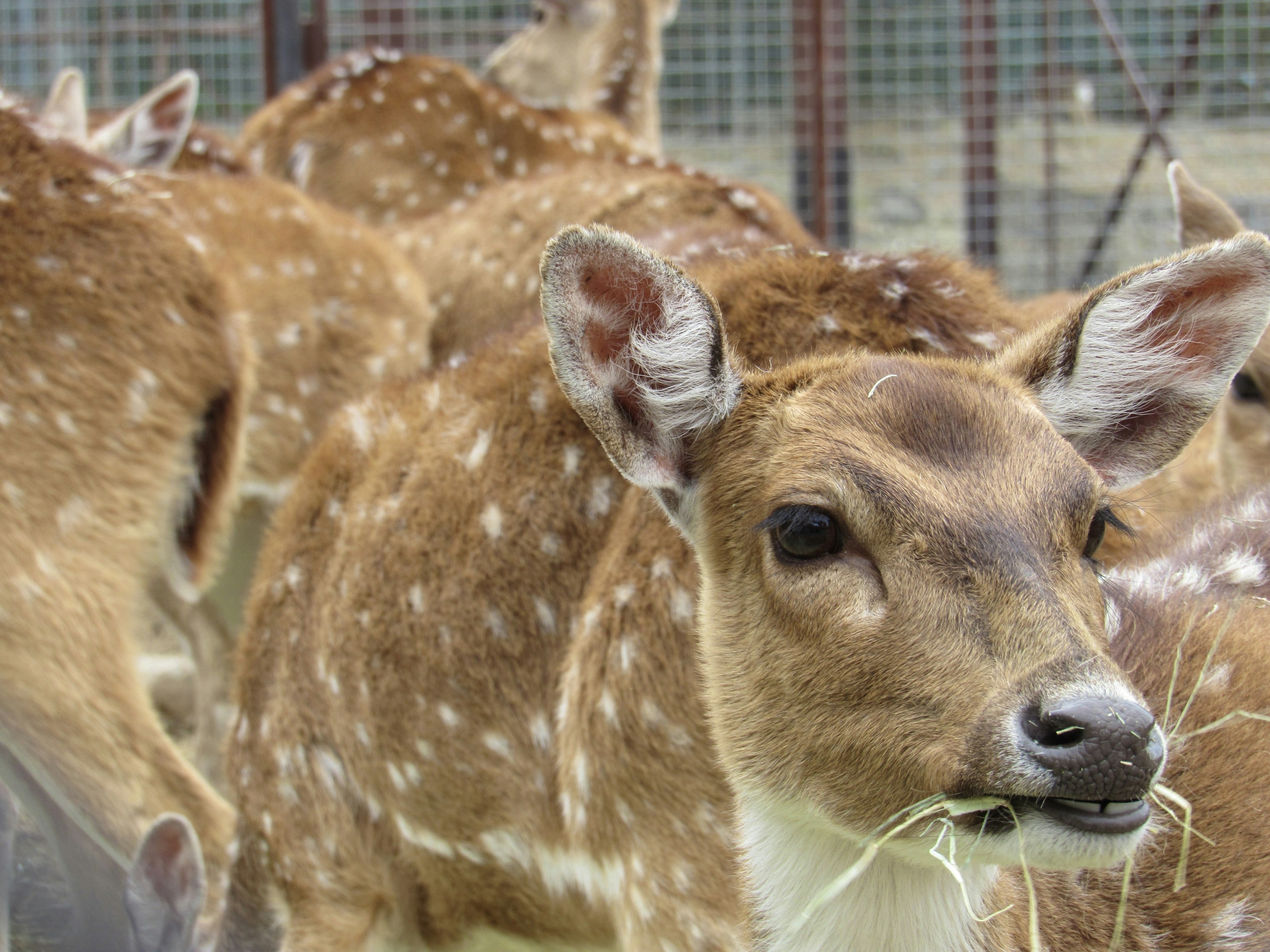 Group of fawns grazing with distinctive spots on their fur