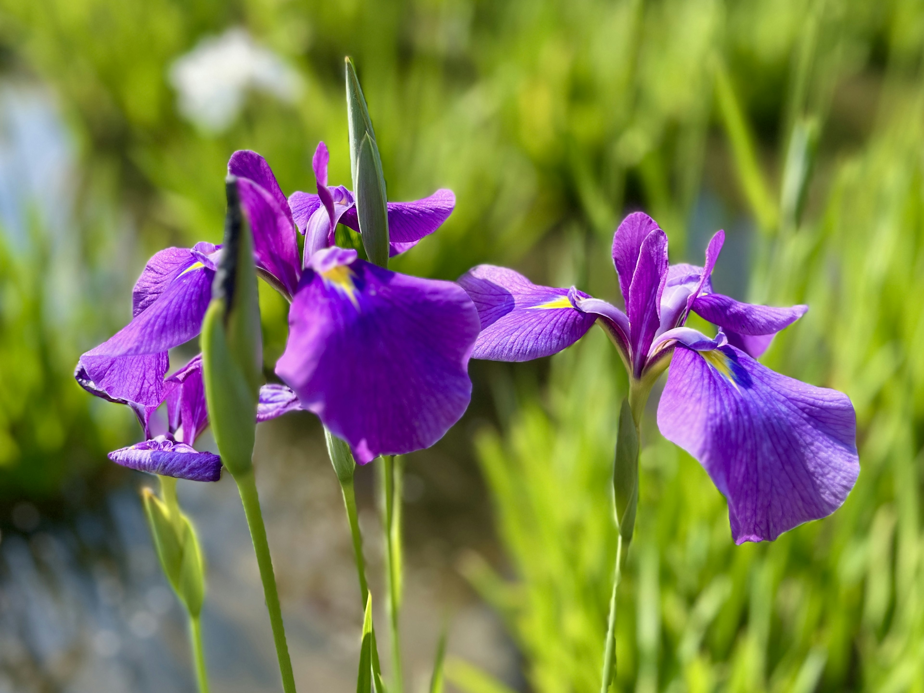 Fiori di iris viola che sbocciano su uno sfondo verde