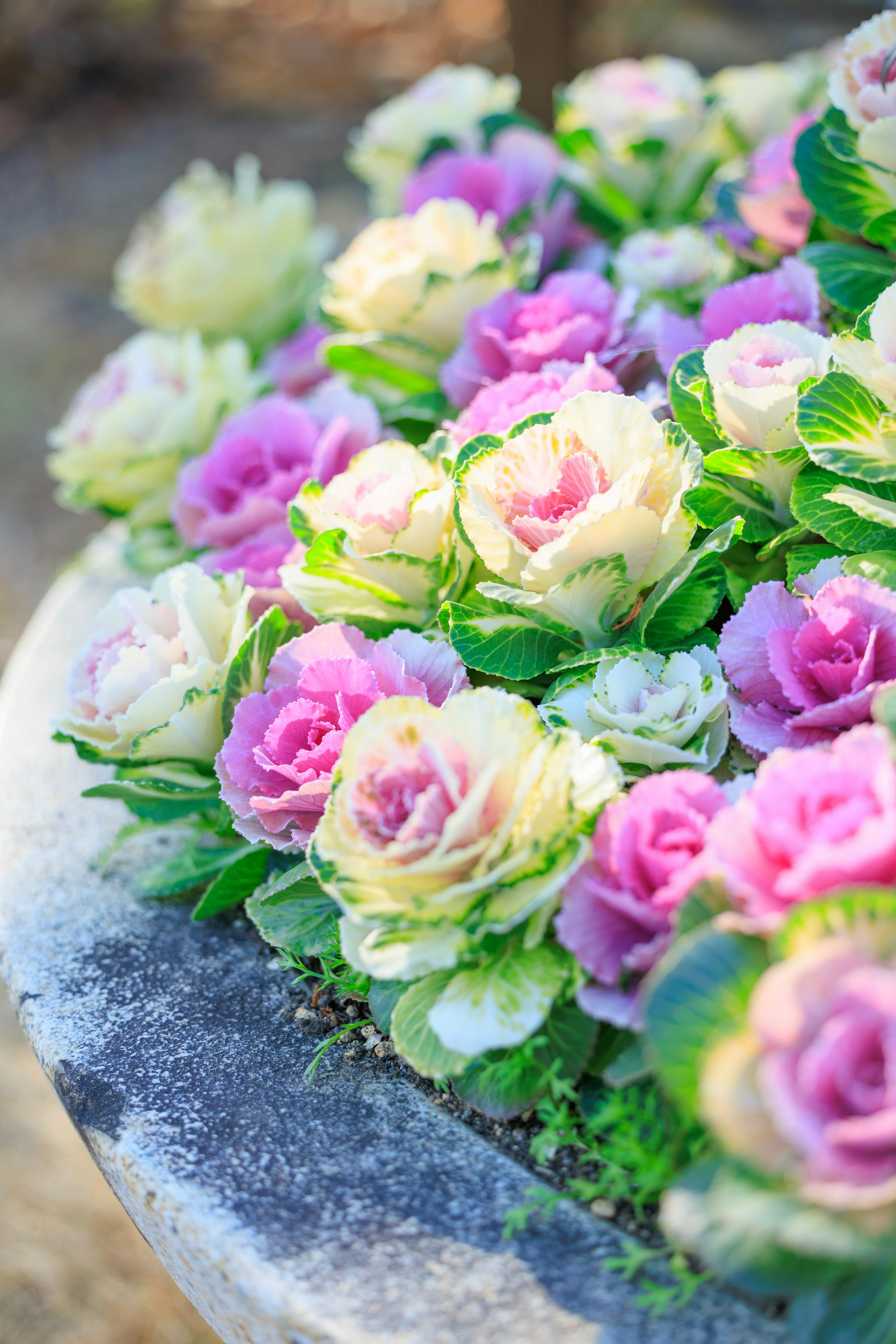 色とりどりの花が咲いている鉢植えの近接写真