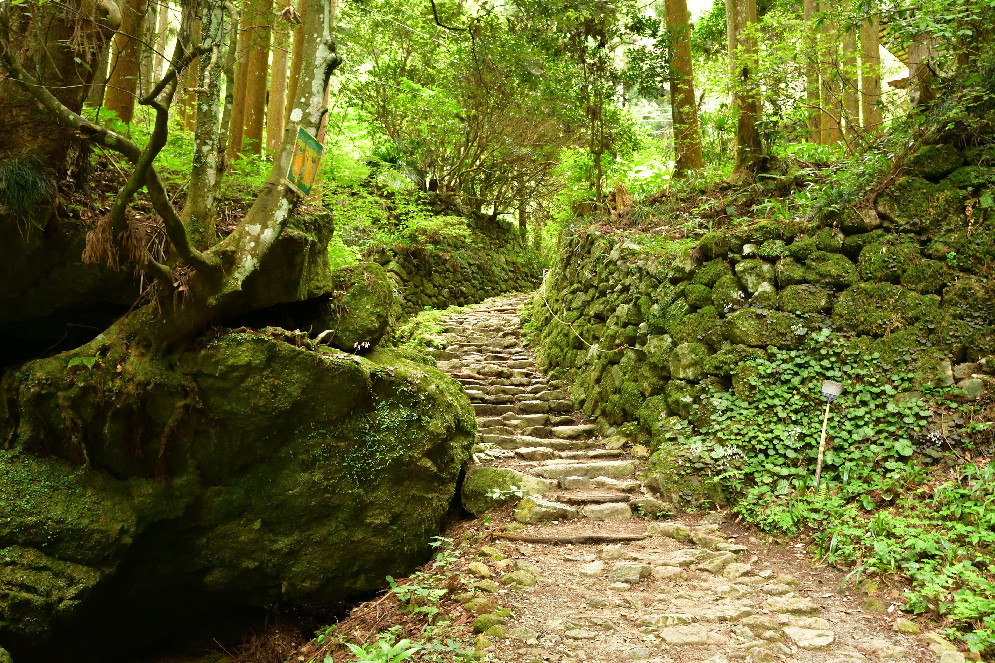 Sentiero di pietra circondato da vegetazione lussureggiante e rocce coperte di muschio