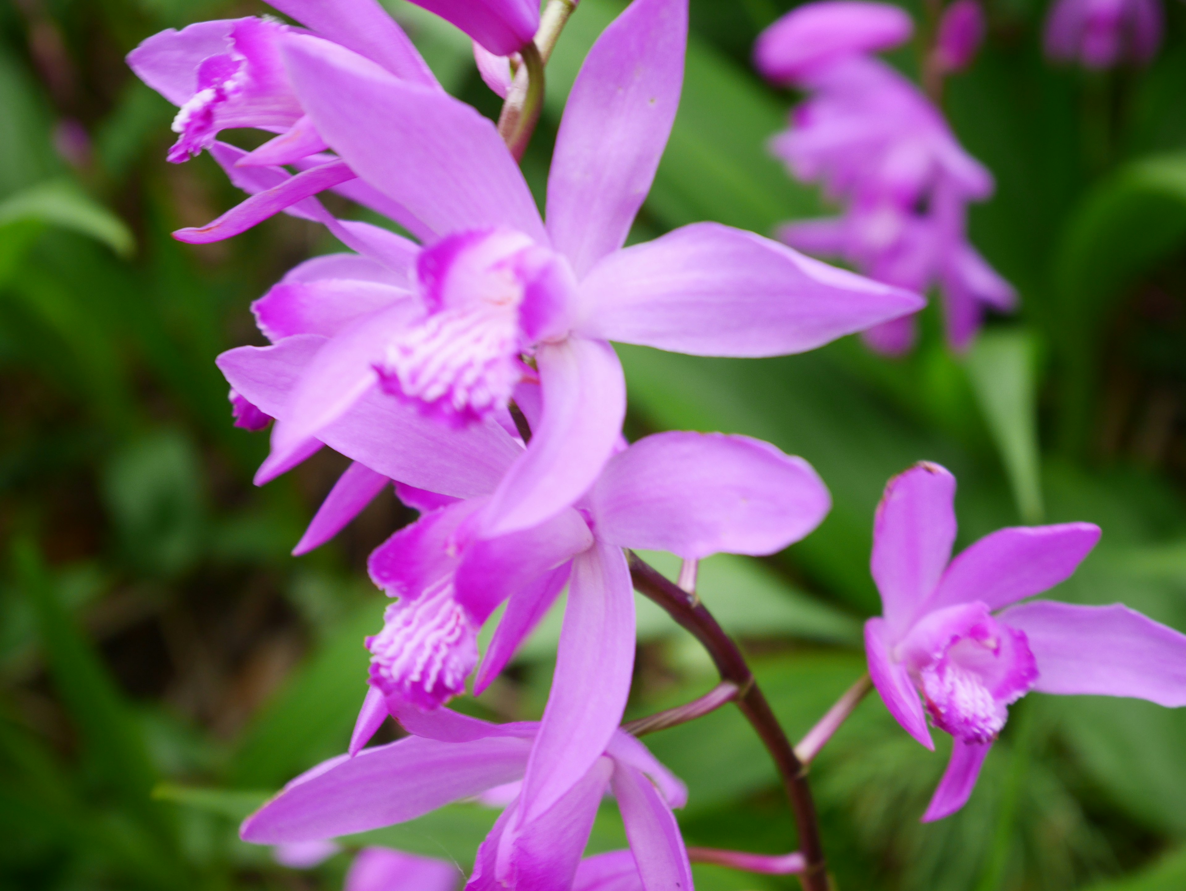 Gros plan de fleurs violettes en fleur