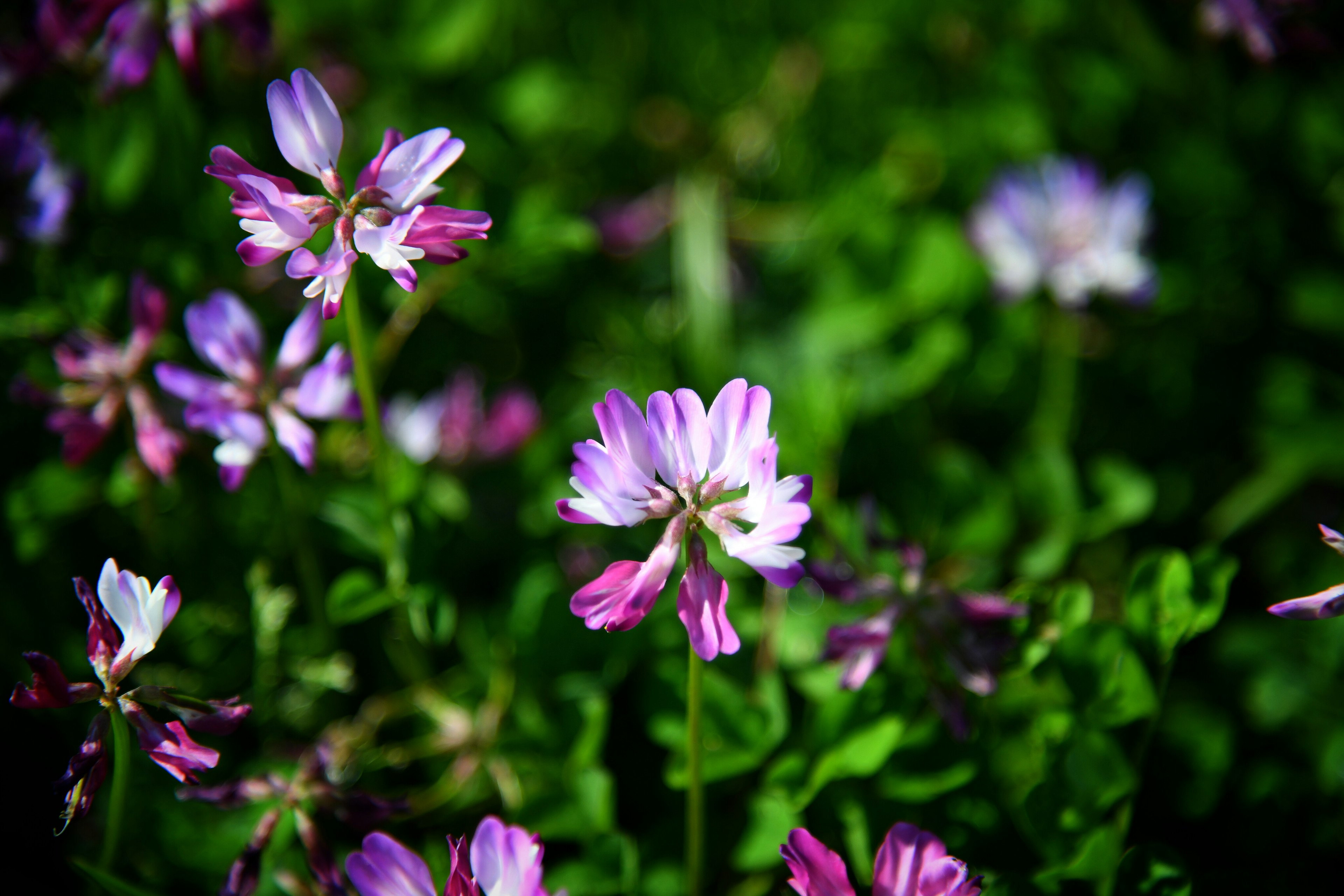 Flores moradas floreciendo entre un follaje verde exuberante