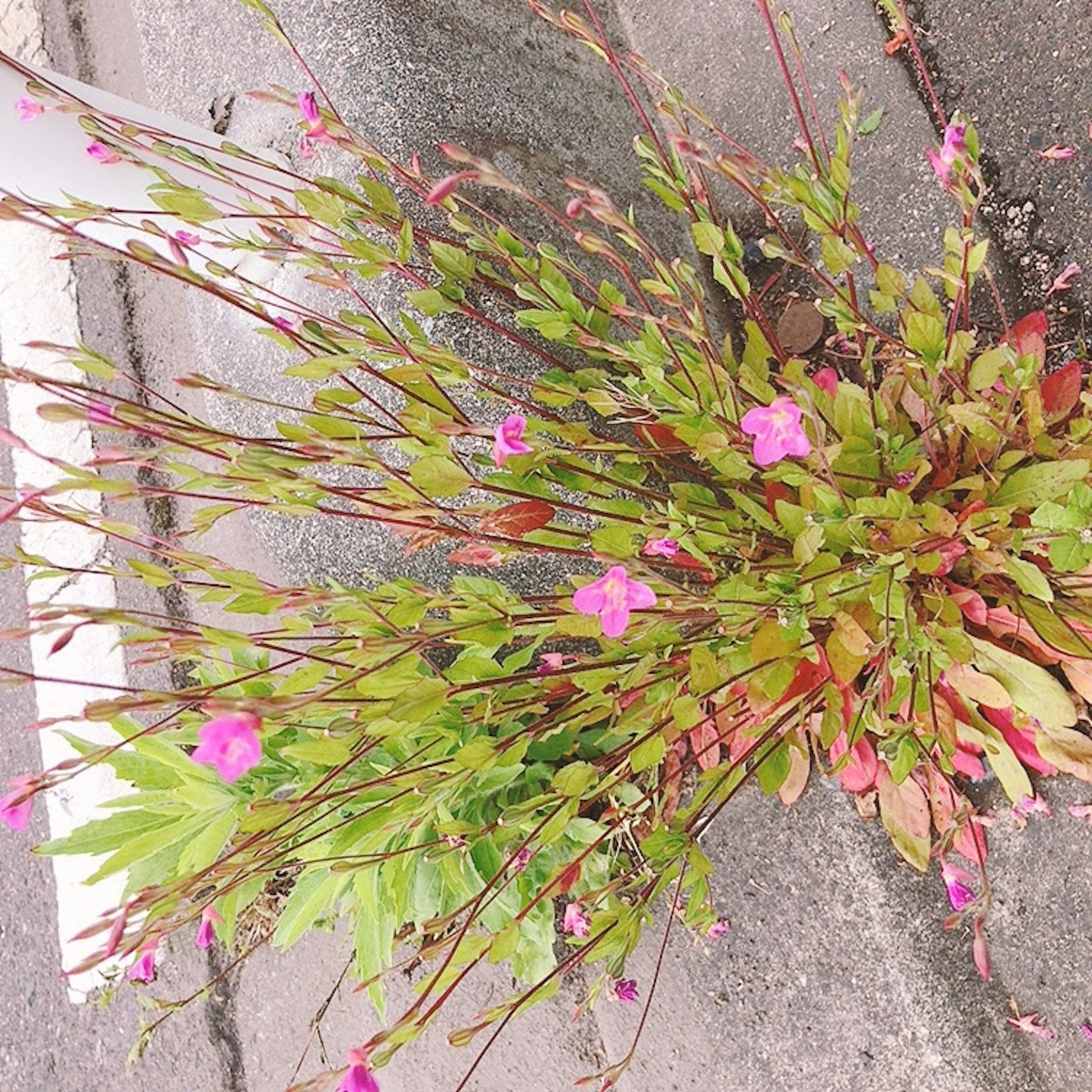 道路際に咲くピンクの花を持つ緑の植物