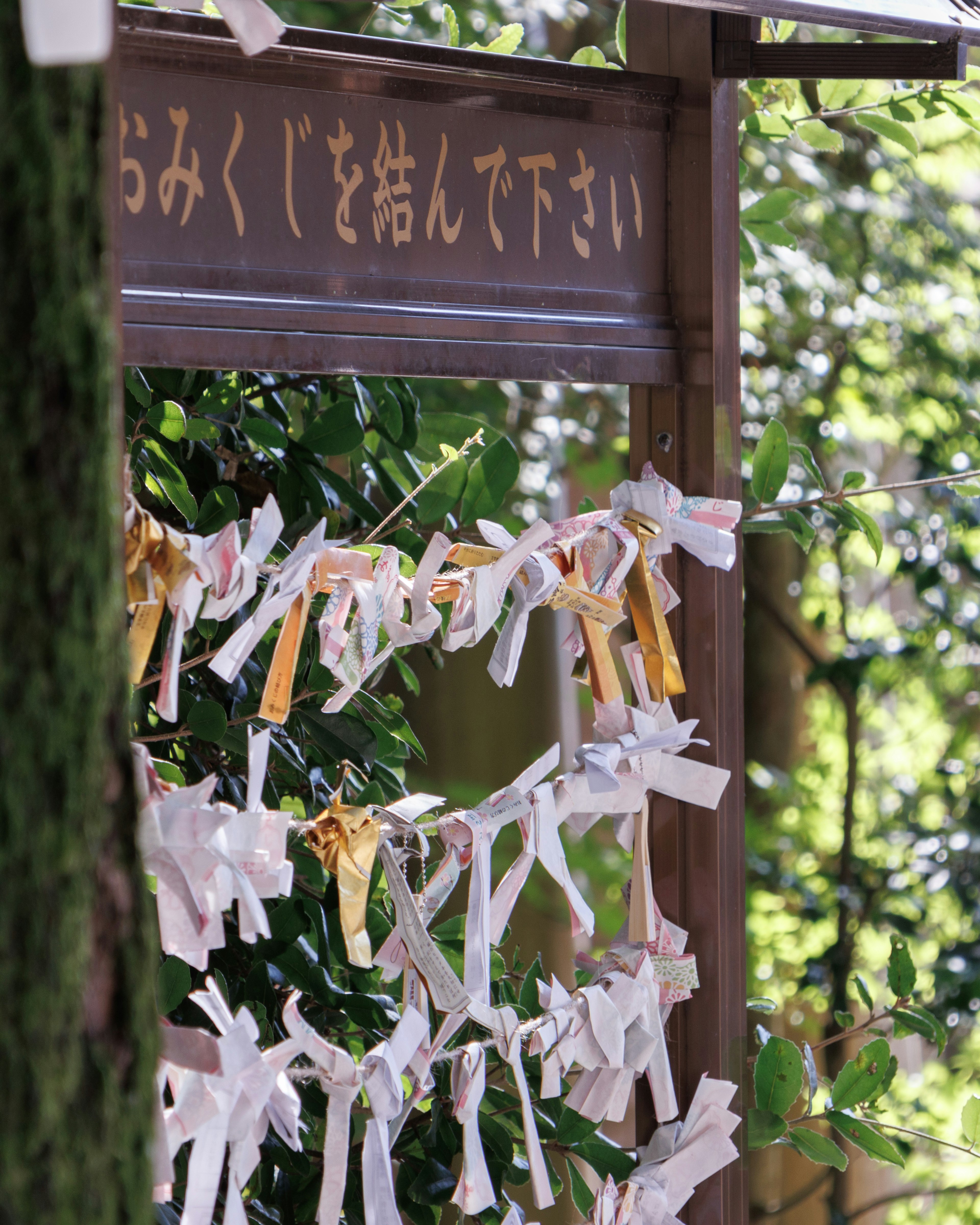 A Shinto shrine area featuring tied omikuji fortunes with white paper strips