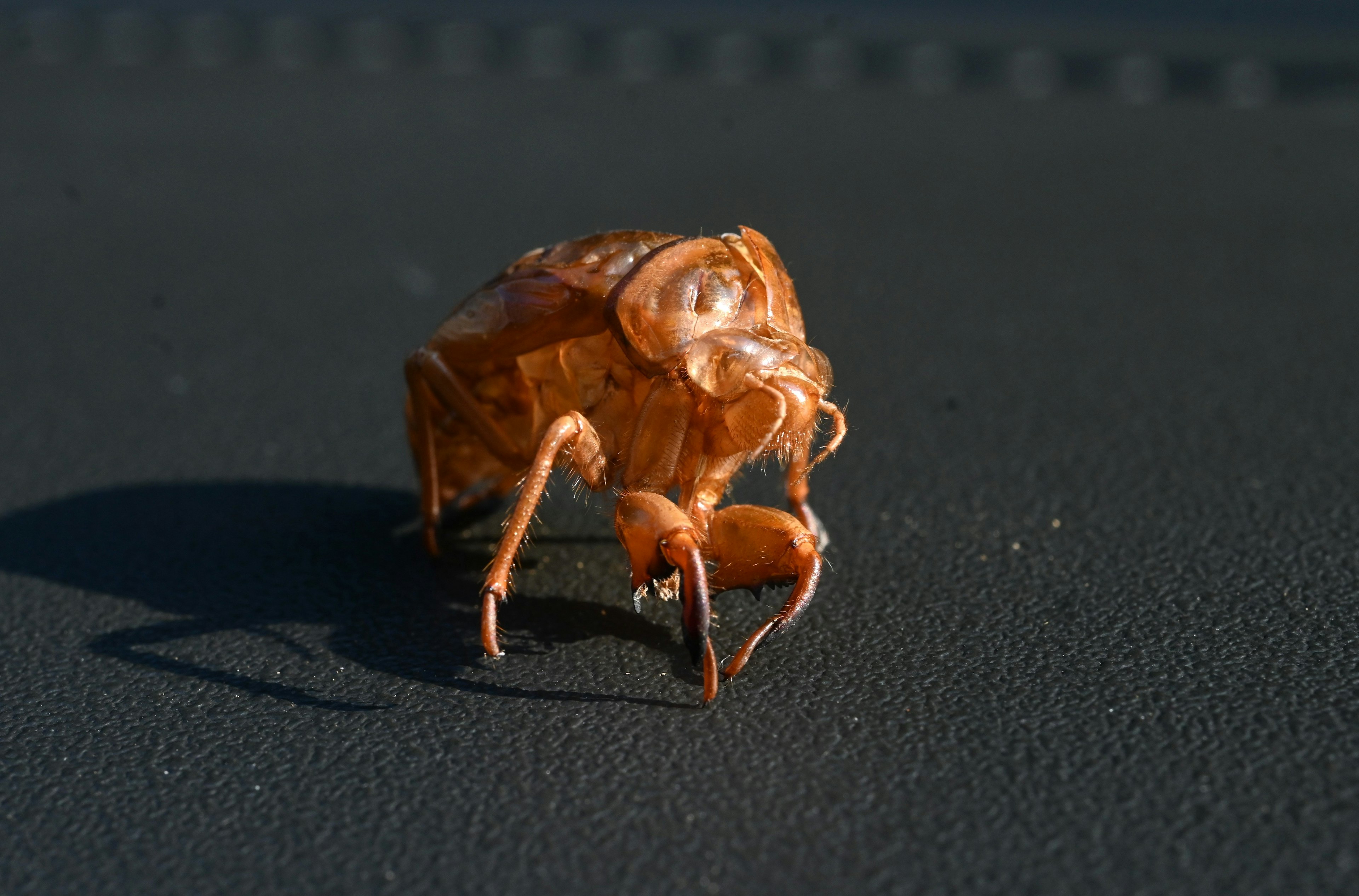 Exosquelette de cicada marron posé sur une surface noire