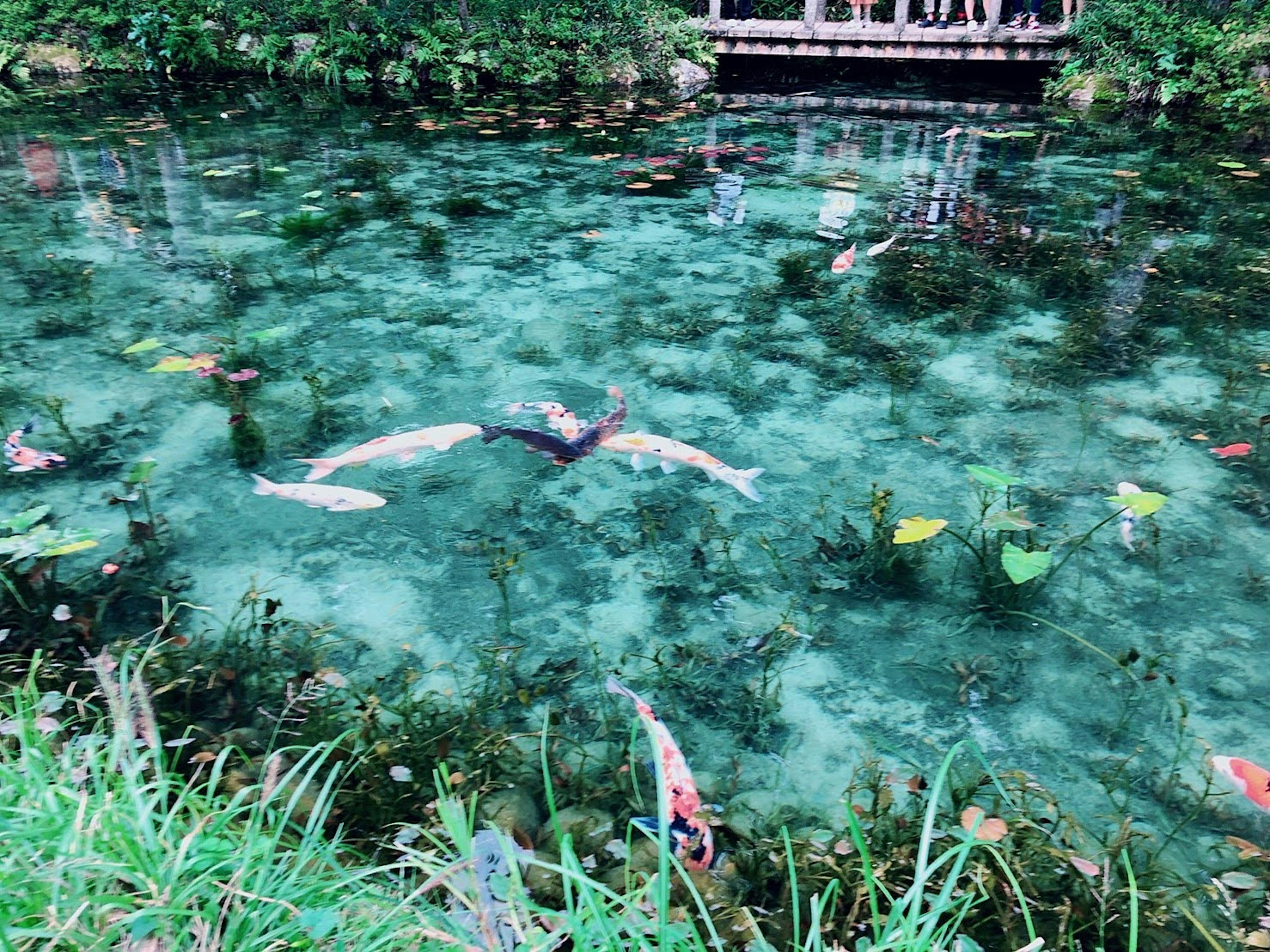 Ikan koi yang berenang di kolam biru jernih dengan tanaman akuatik