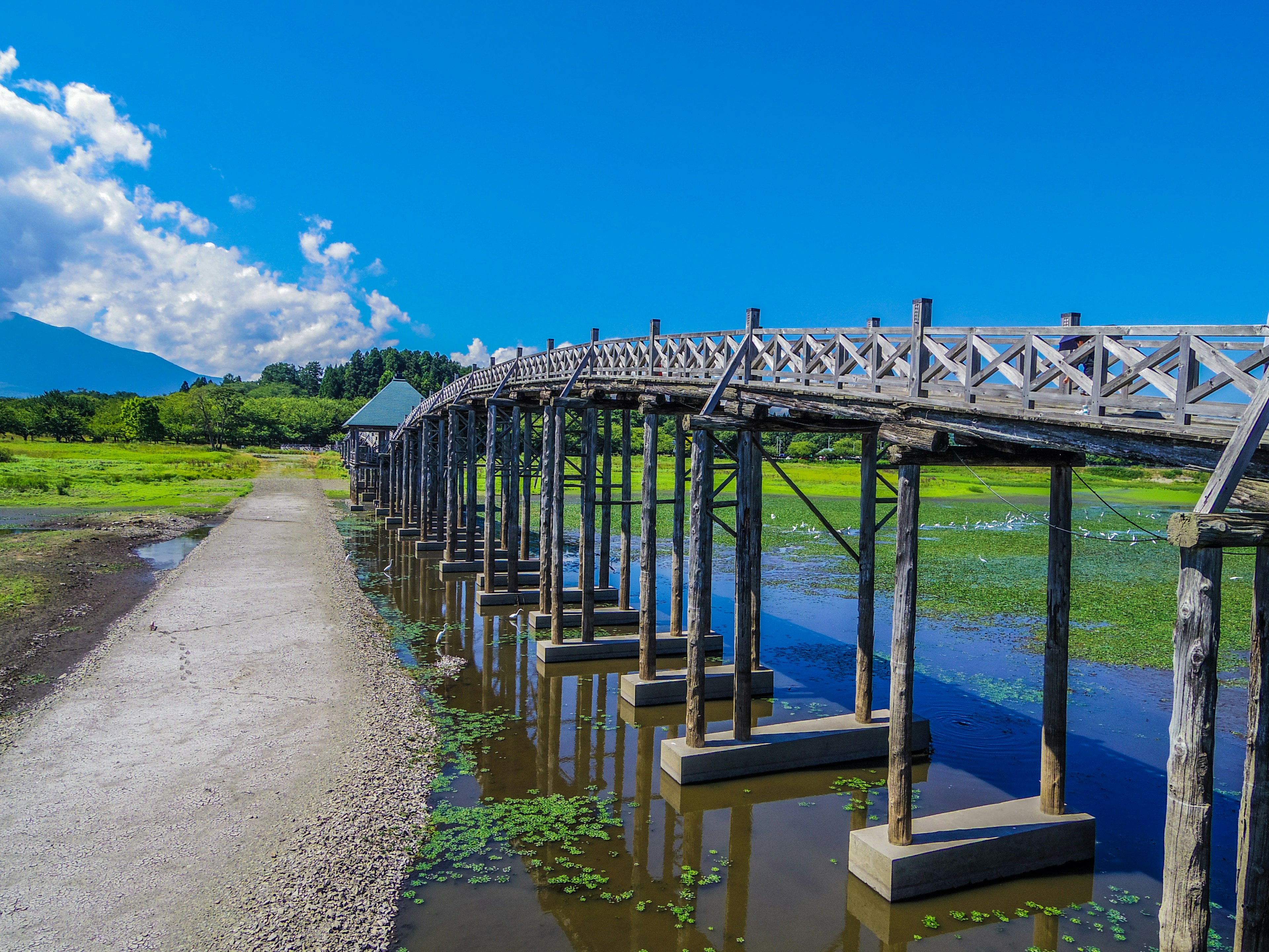 Puente de madera sobre agua tranquila con lirios verdes y cielo azul claro