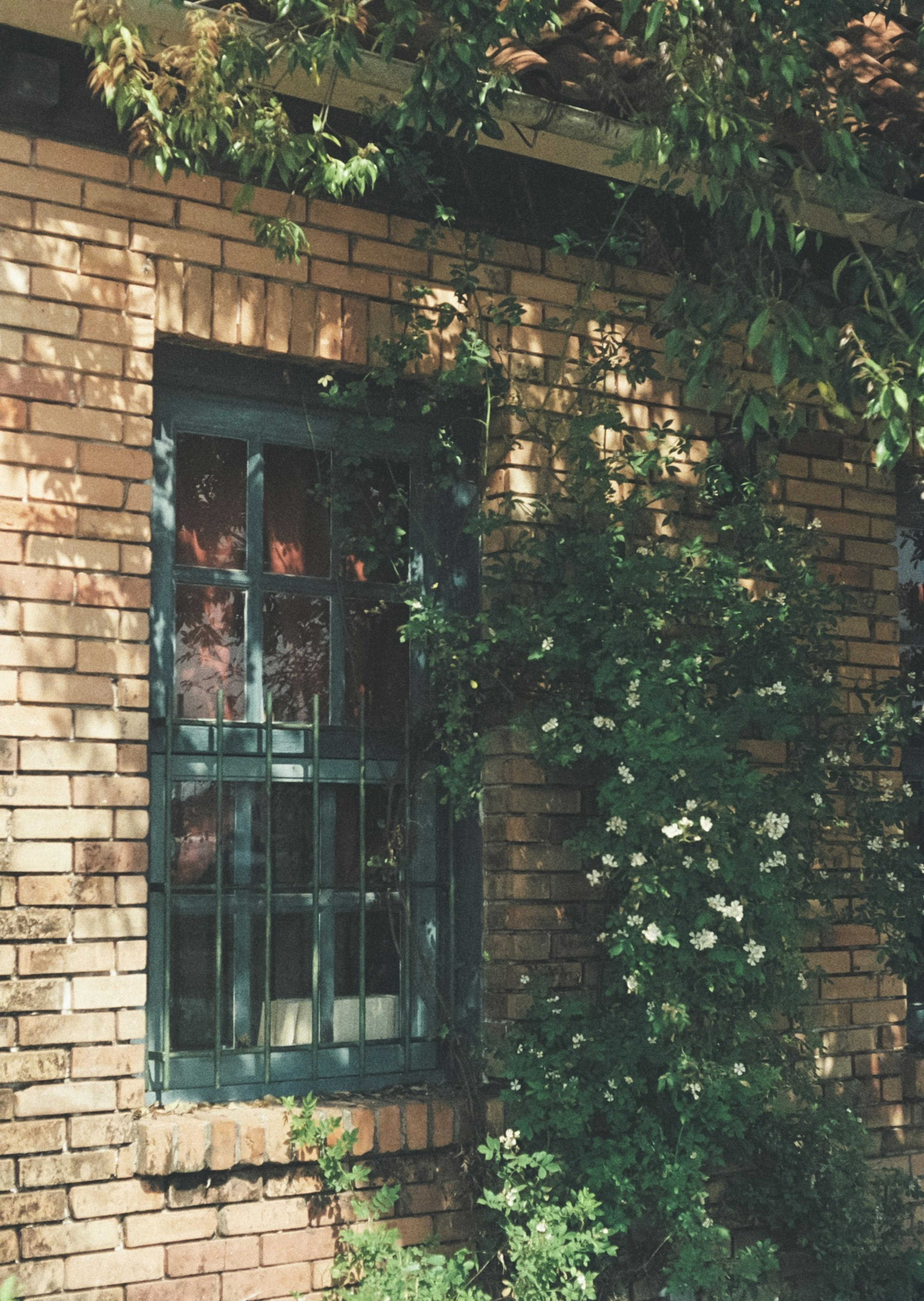 A window surrounded by climbing plants on a brick wall