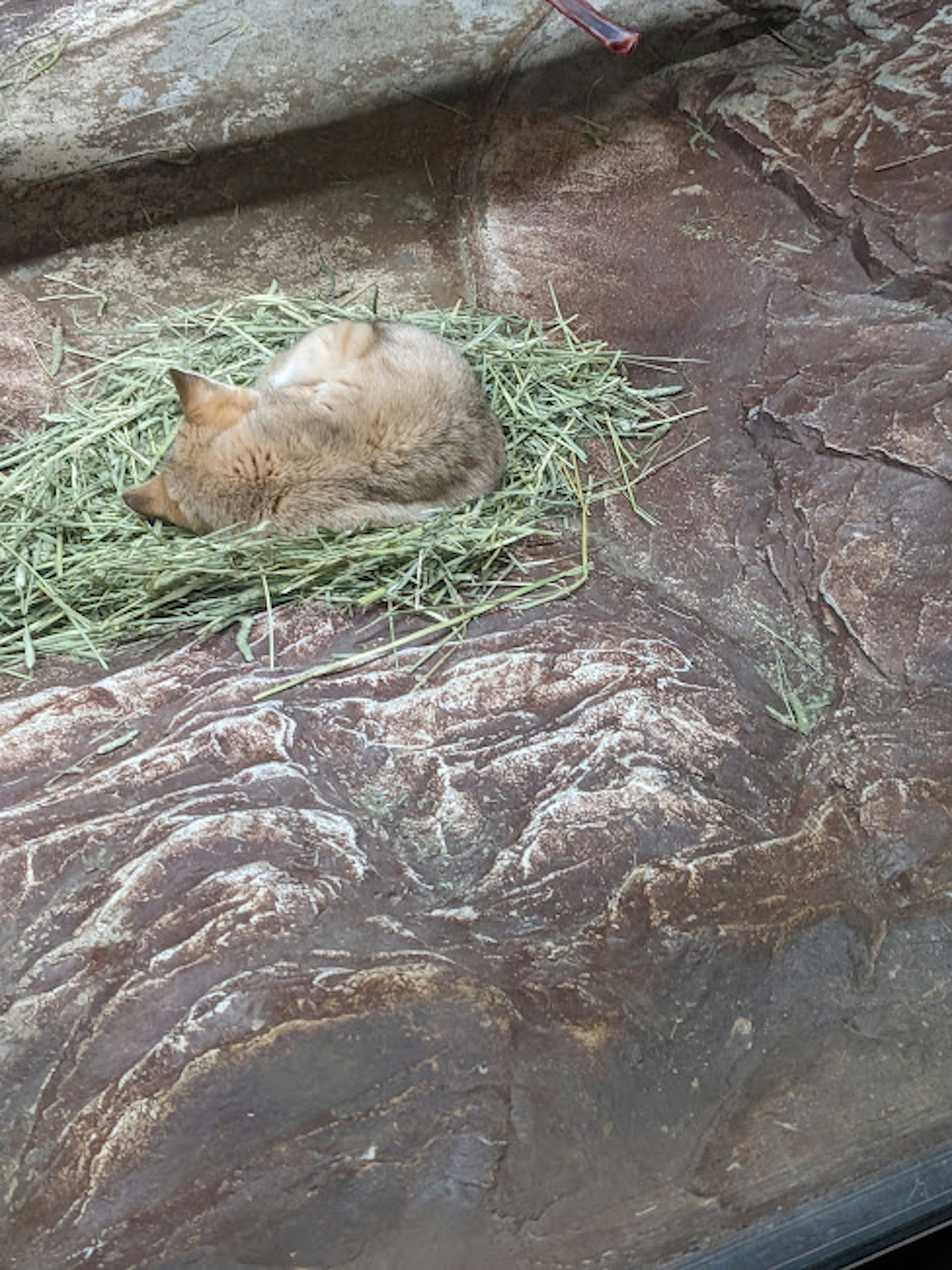 Un piccolo animale che riposa su un letto di erba verde