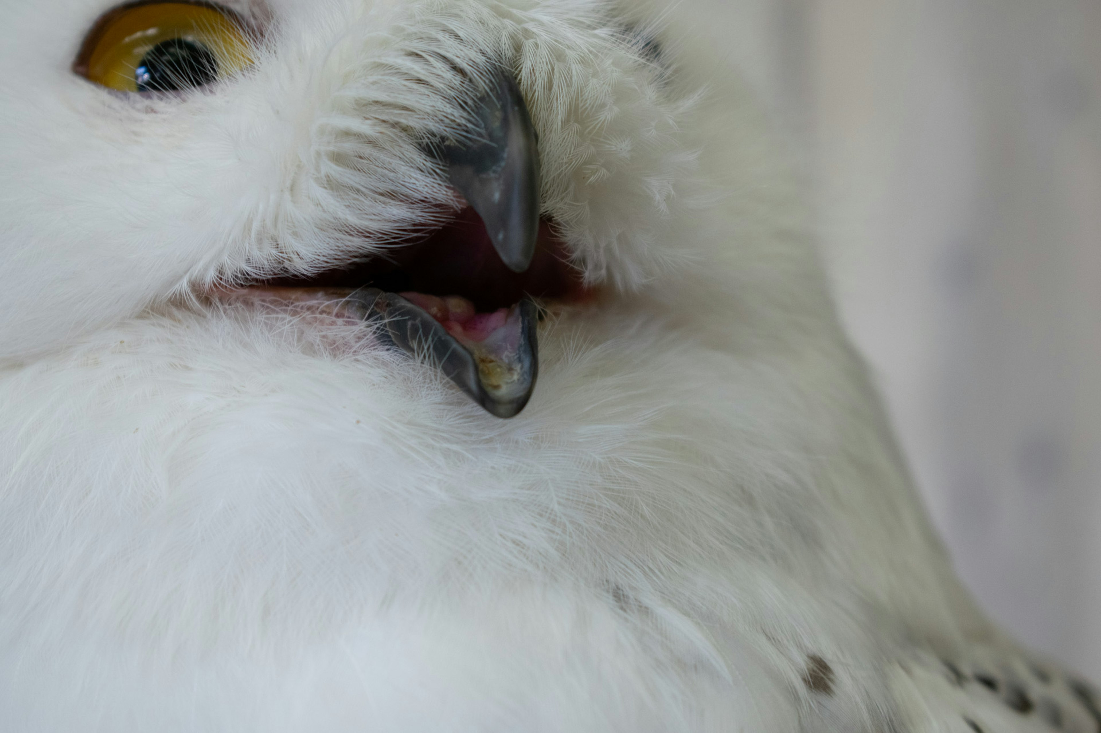 Close-up of a snowy owl's face featuring vibrant yellow eyes and a black beak