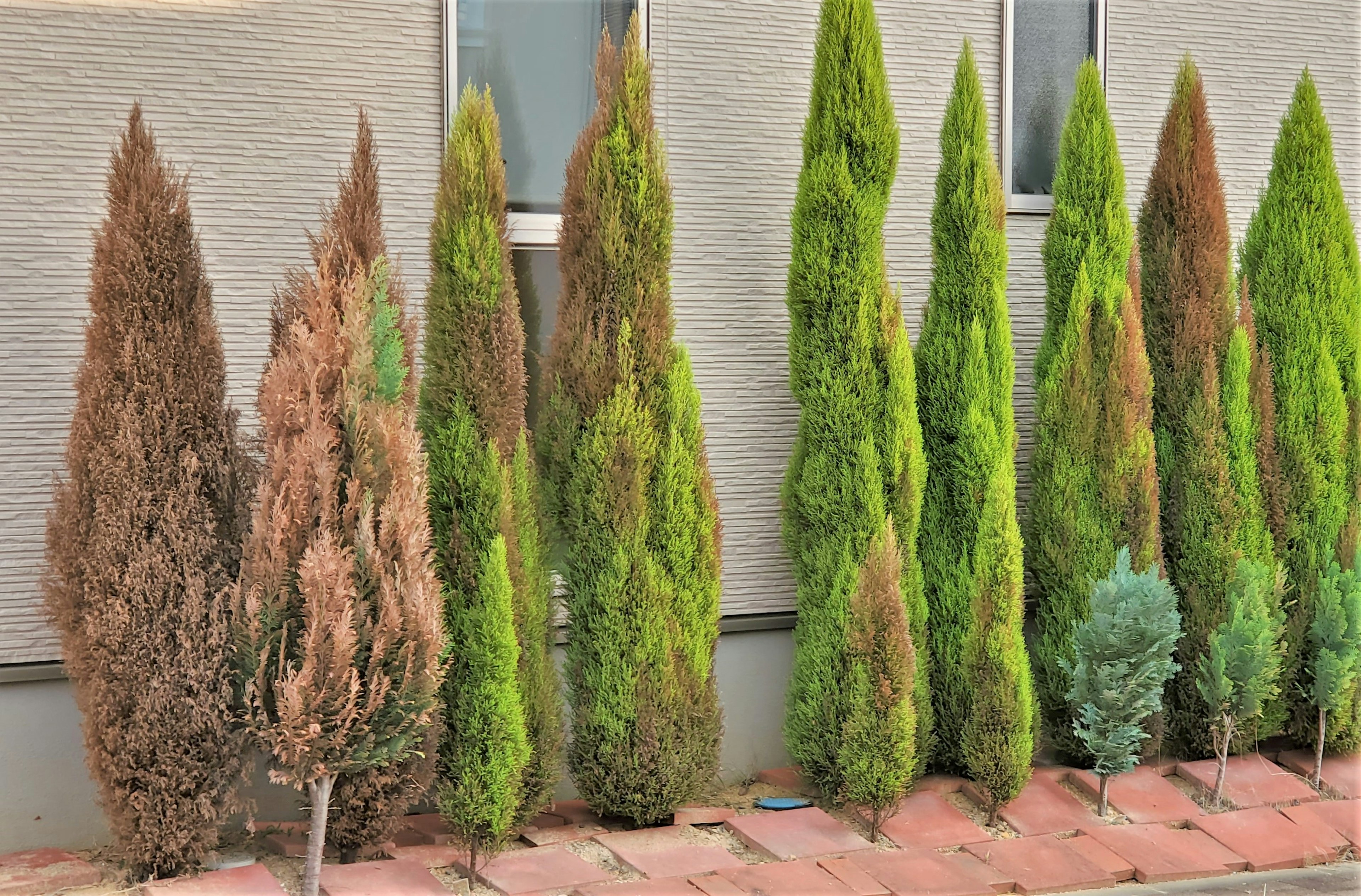 Row of green and brown conifer trees in a garden