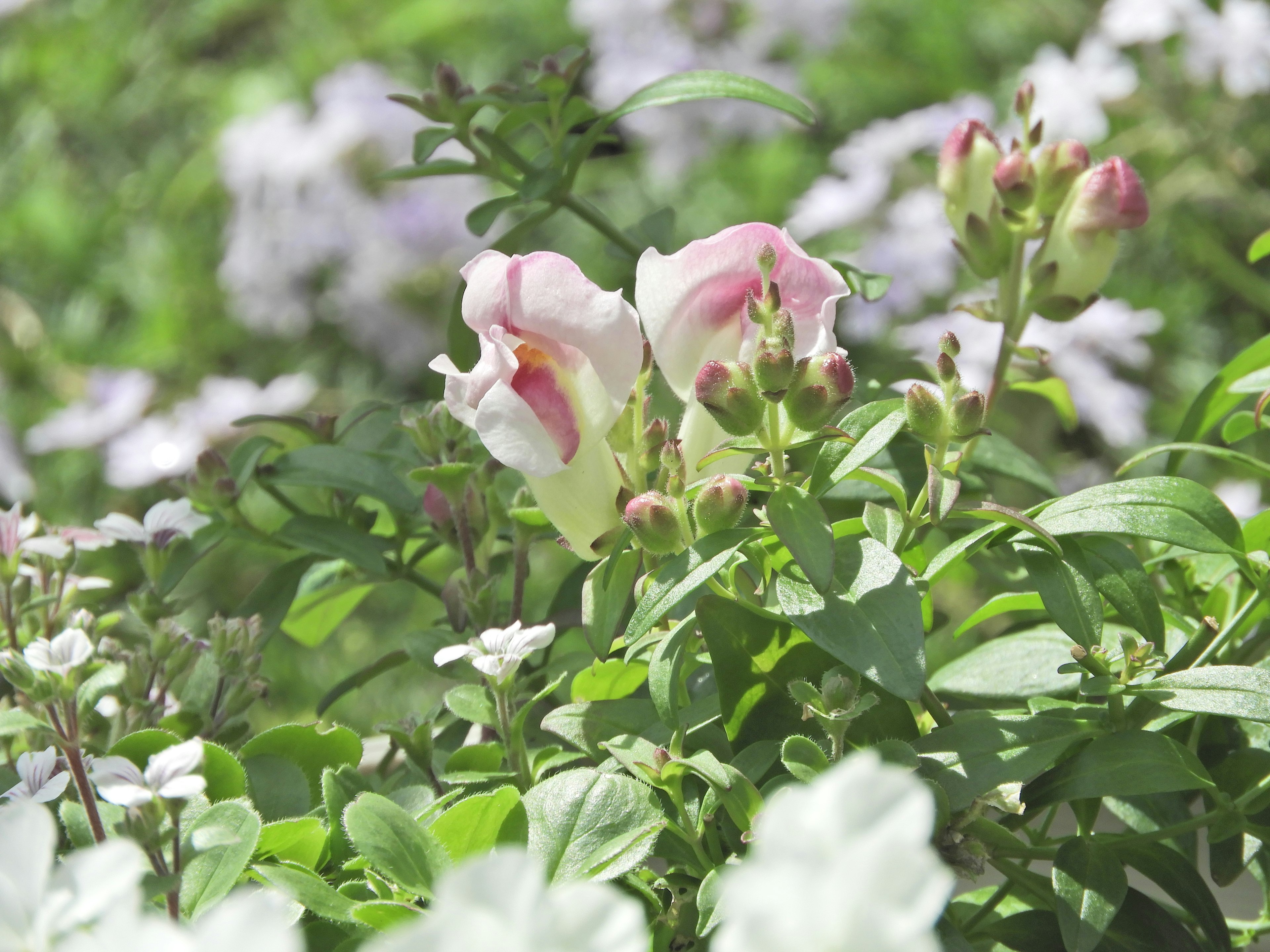 Zarte rosa Blumen umgeben von üppigem grünem Laub