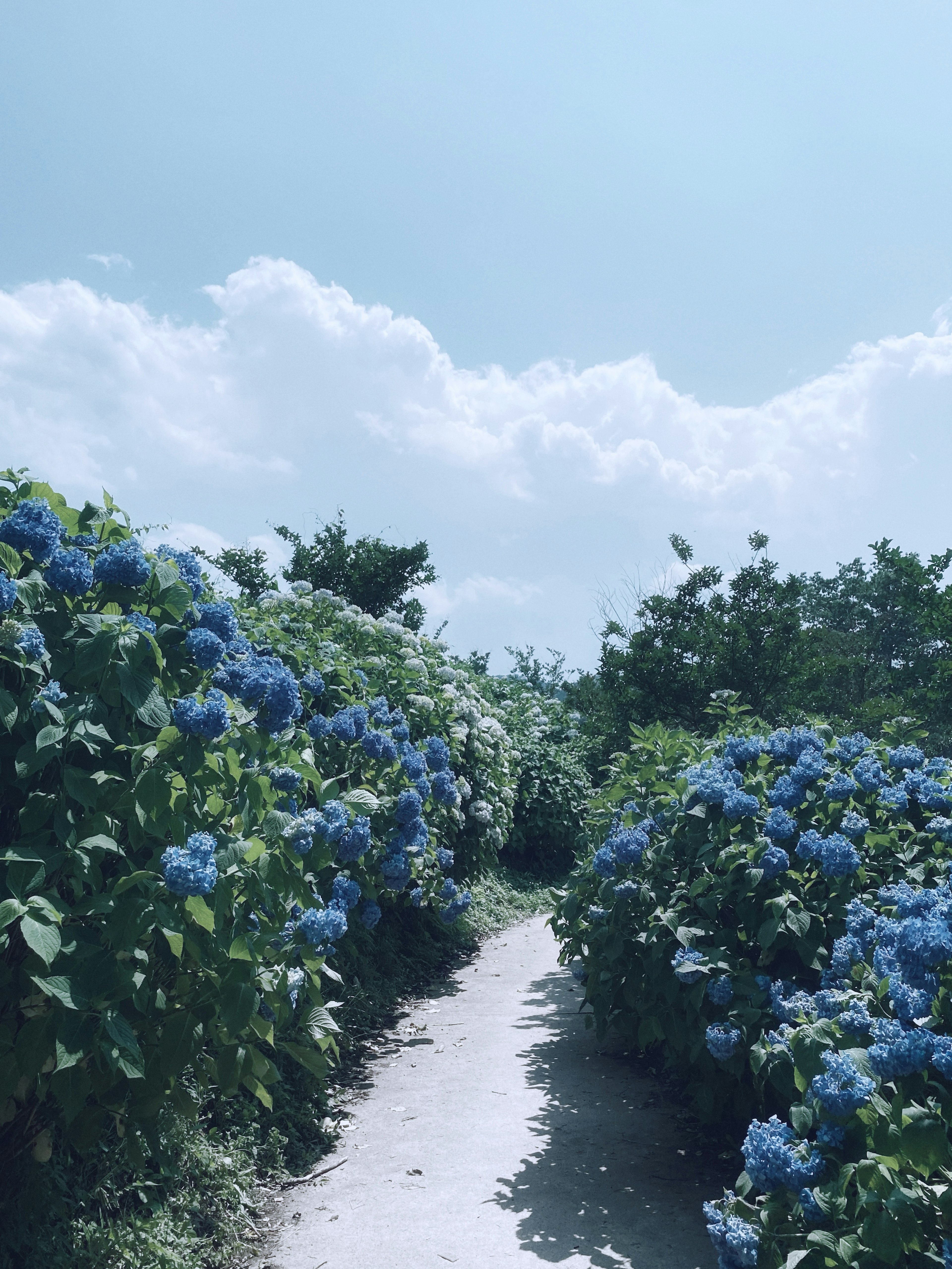 Sentier entouré de fleurs bleues sous un ciel dégagé