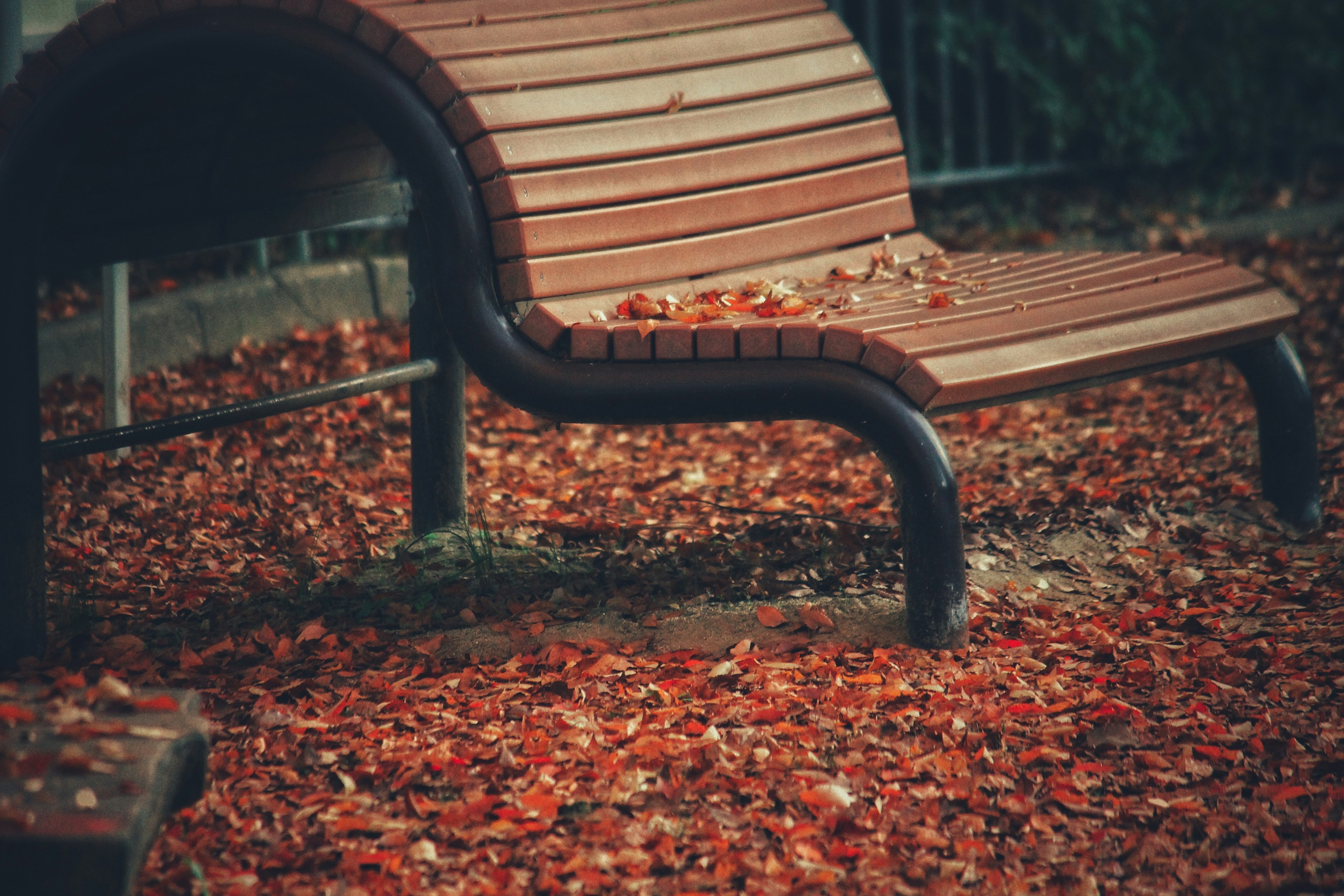 Banc de parc entouré de feuilles d'automne