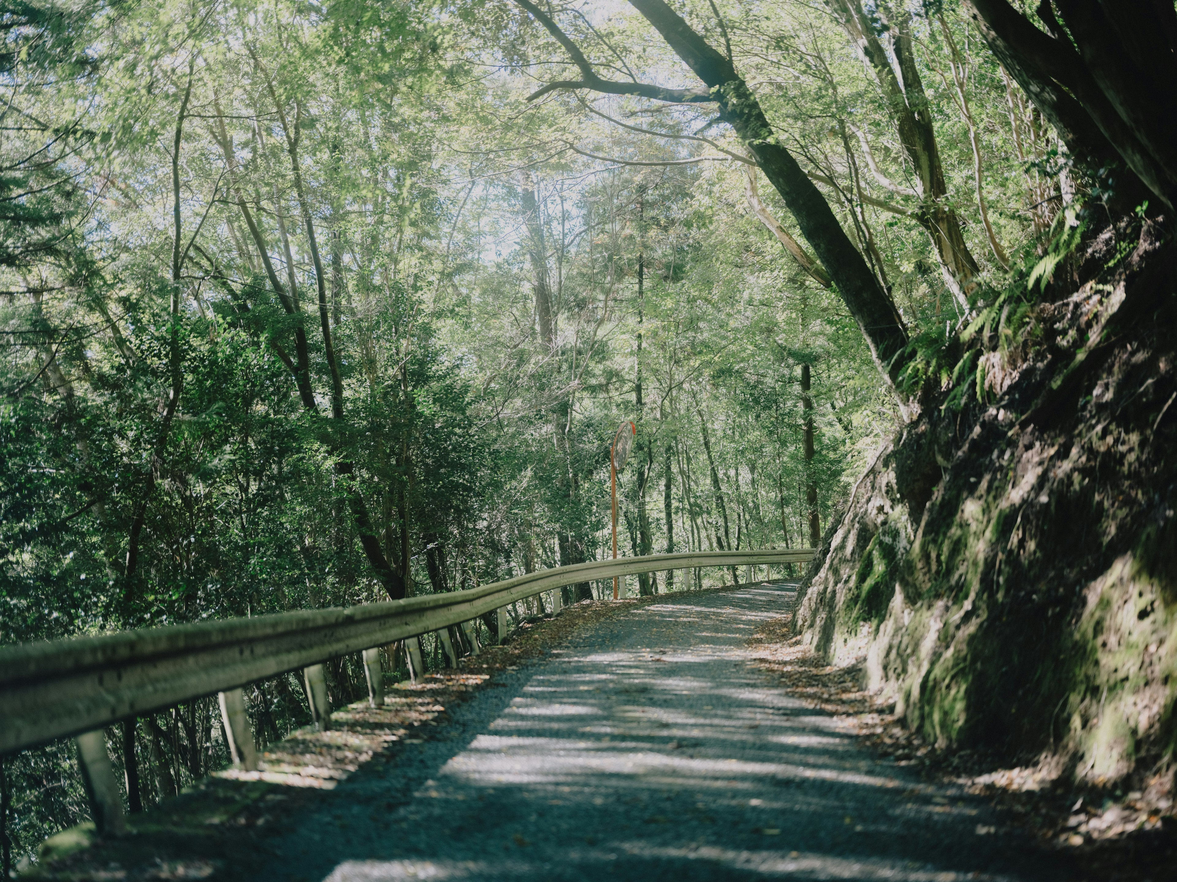 Strada tortuosa circondata da alberi verdi lussureggianti