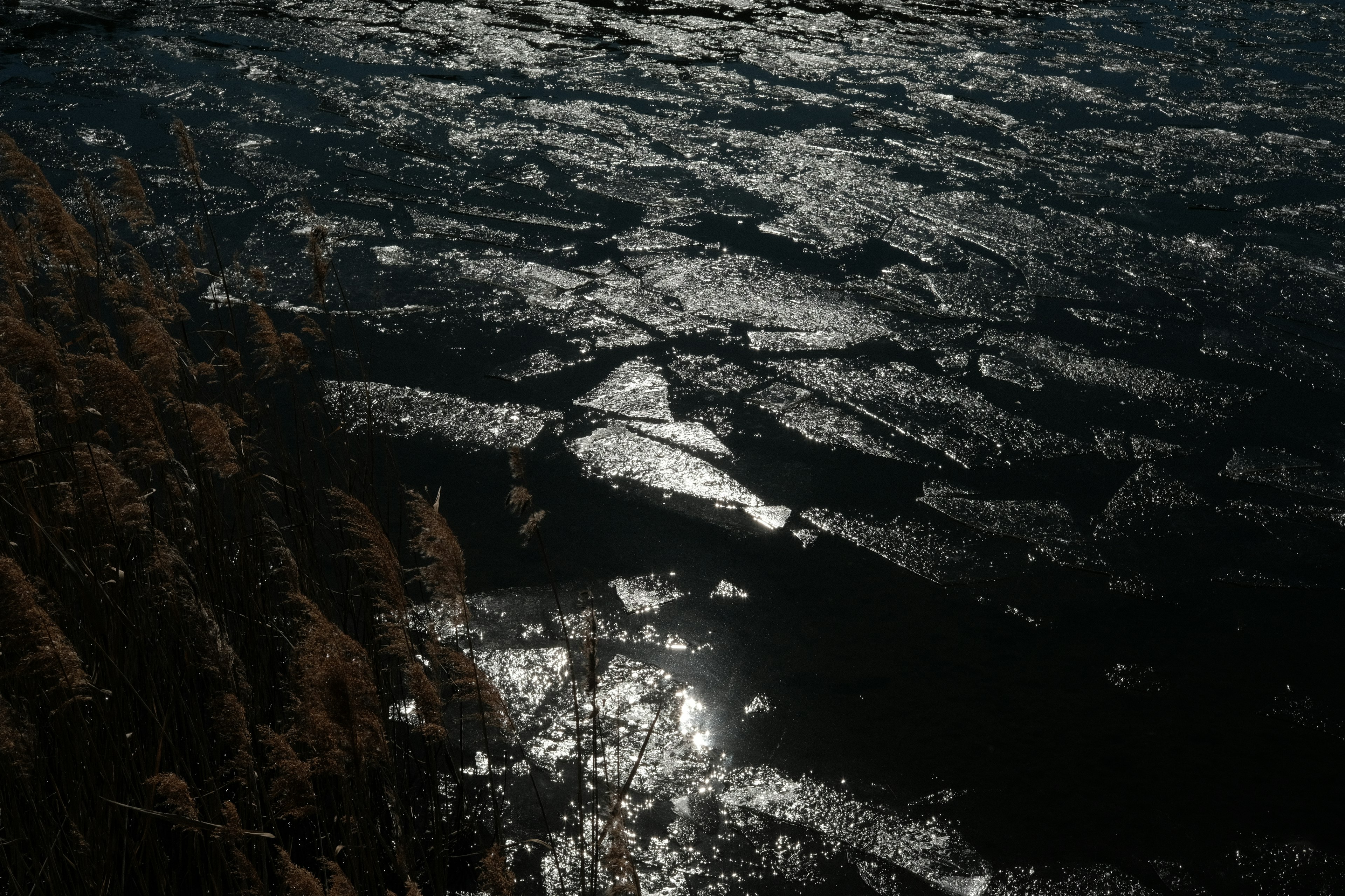 Rissiges Eis auf dunklem Wasser mit Schilfrohr im Vordergrund