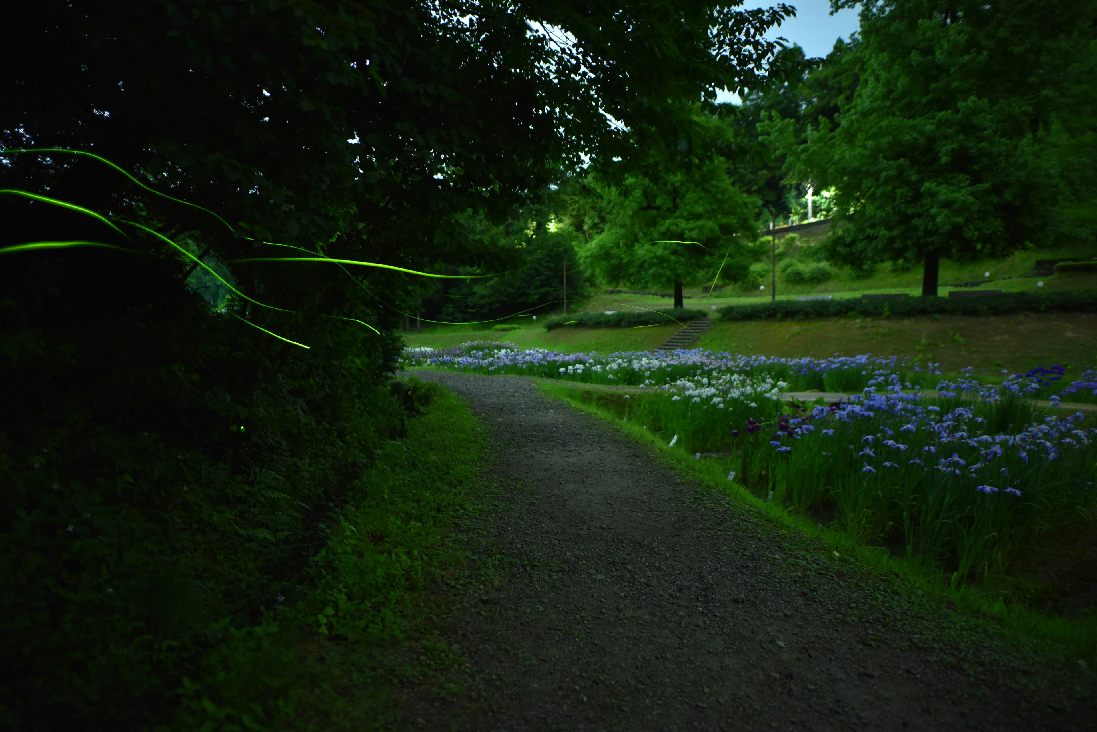 Sendero en un parque al anochecer con flores azules