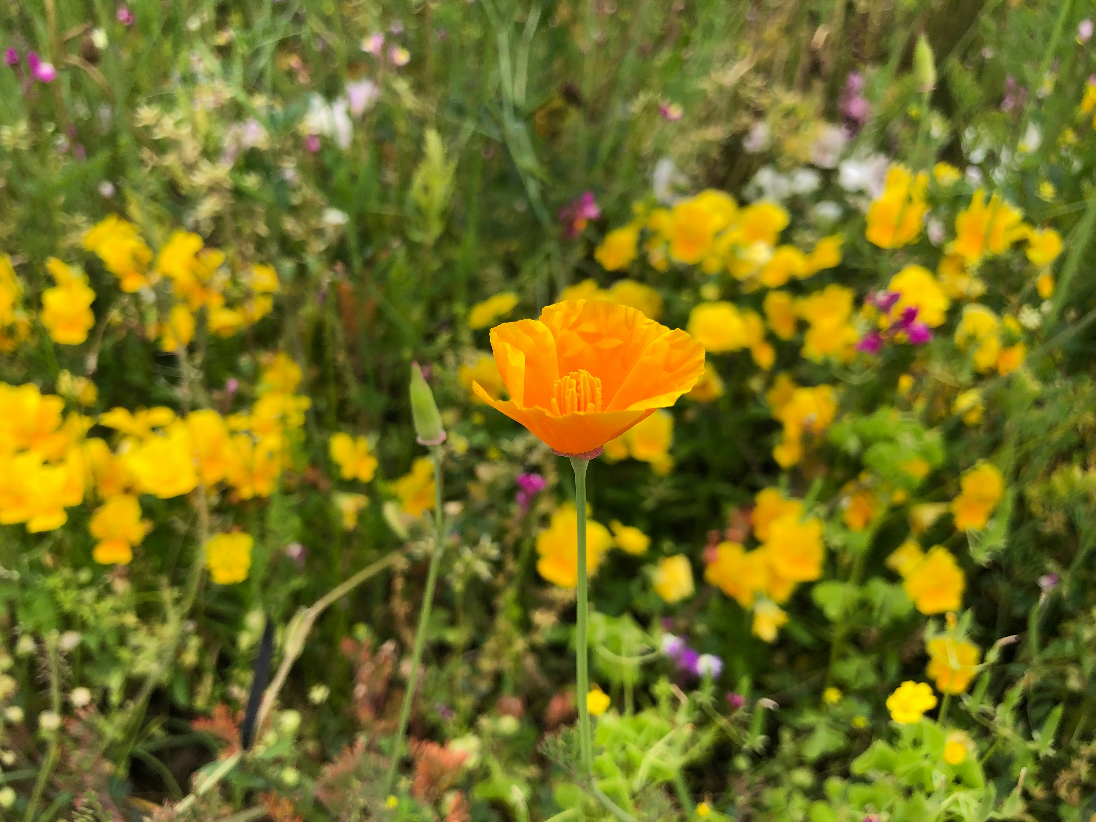 Un fiore arancione vivace si erge tra uno sfondo di fiori gialli