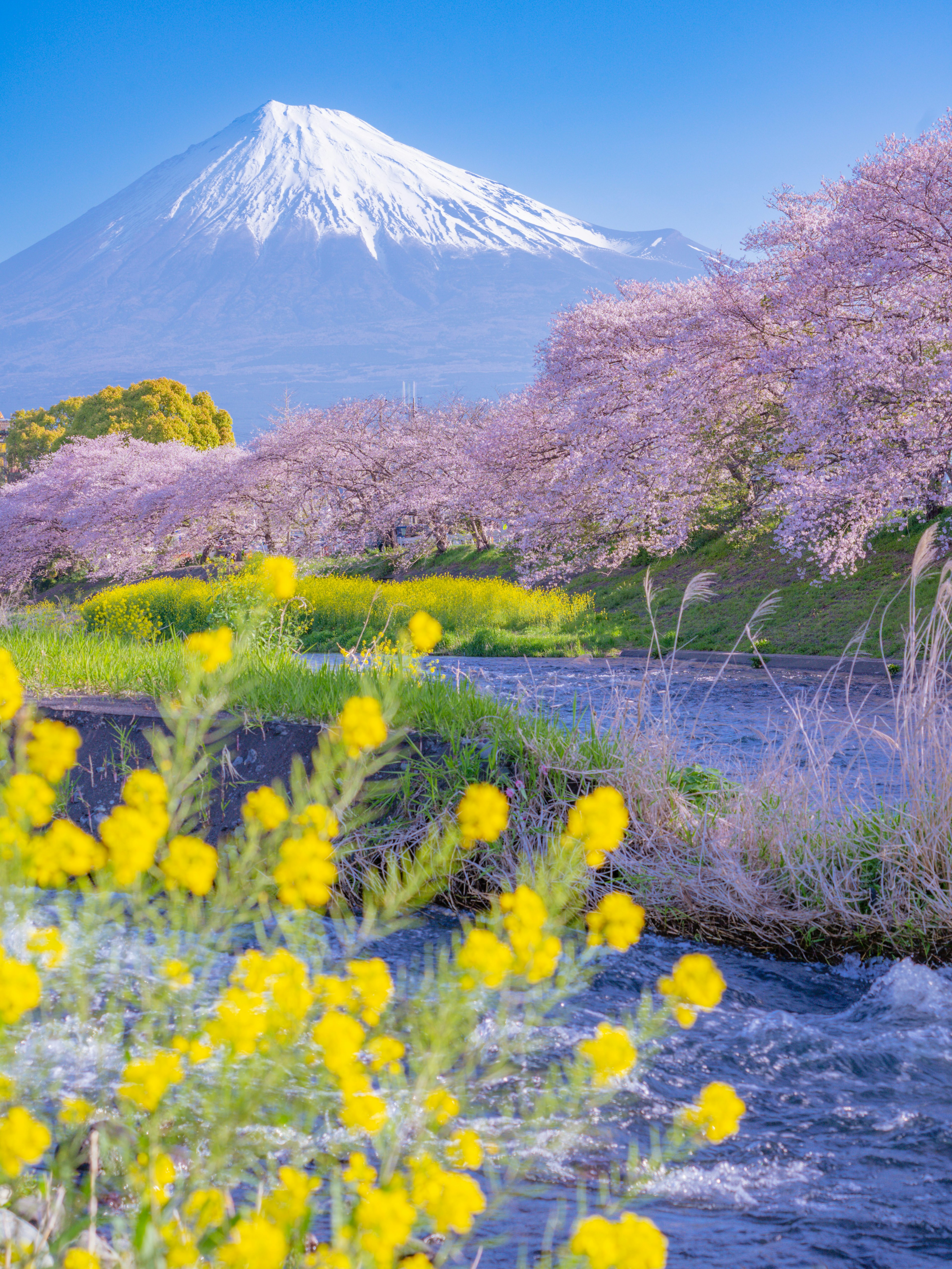 Vista escénica del monte Fuji con cerezos y flores amarillas