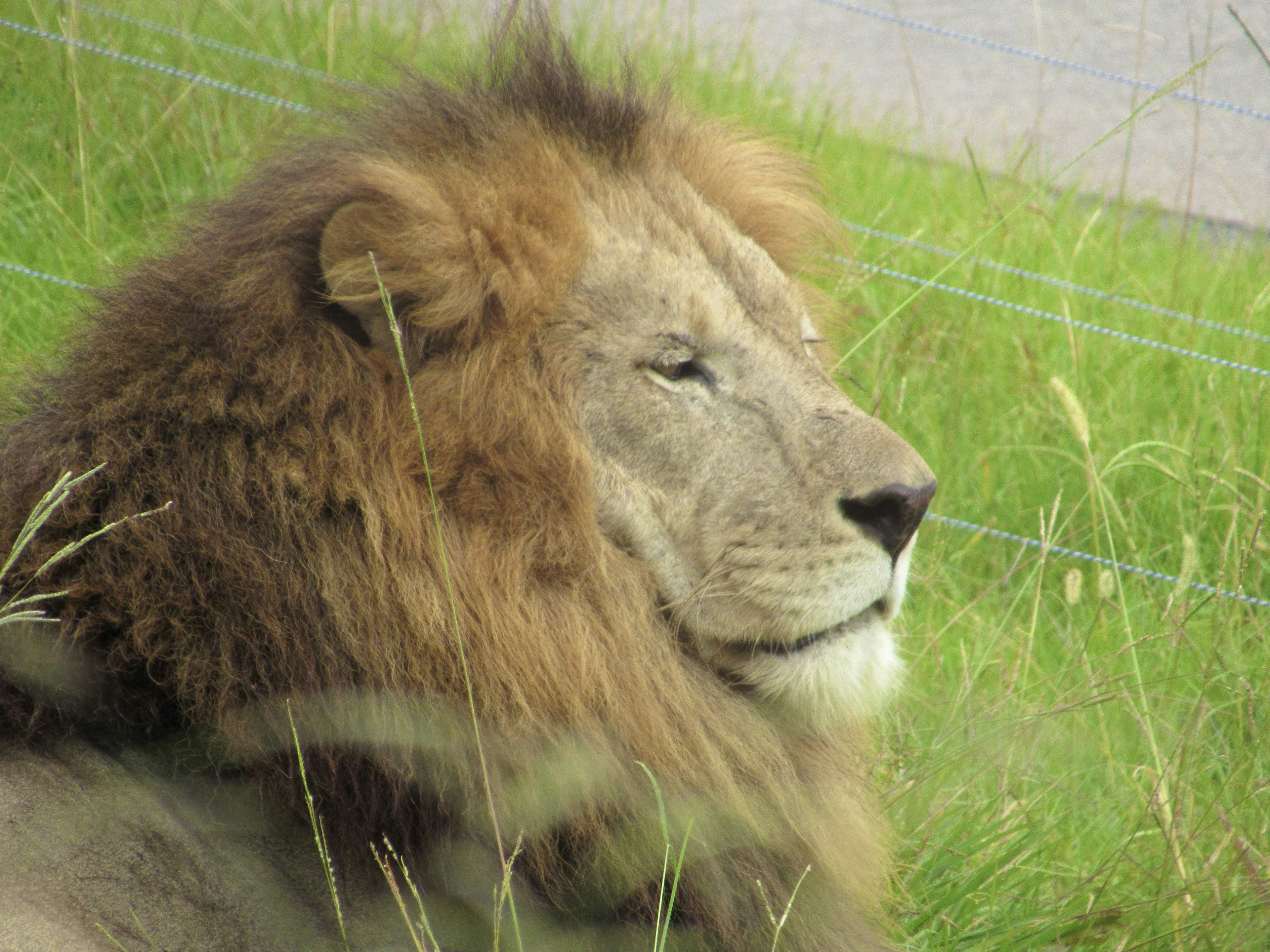 Profil eines Löwen, der friedlich im Gras ruht