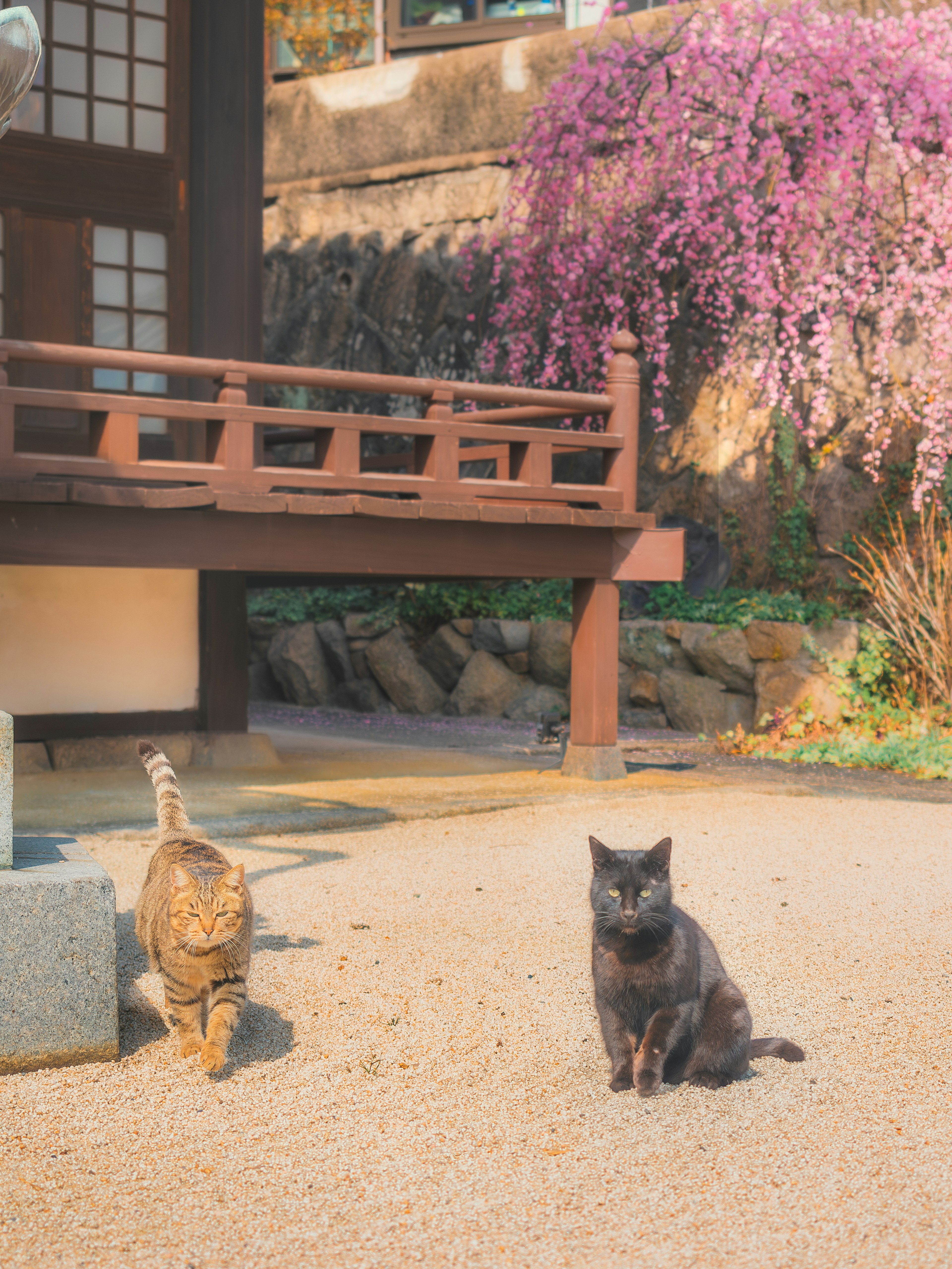 Due gatti in un giardino giapponese sereno con un albero di glicine