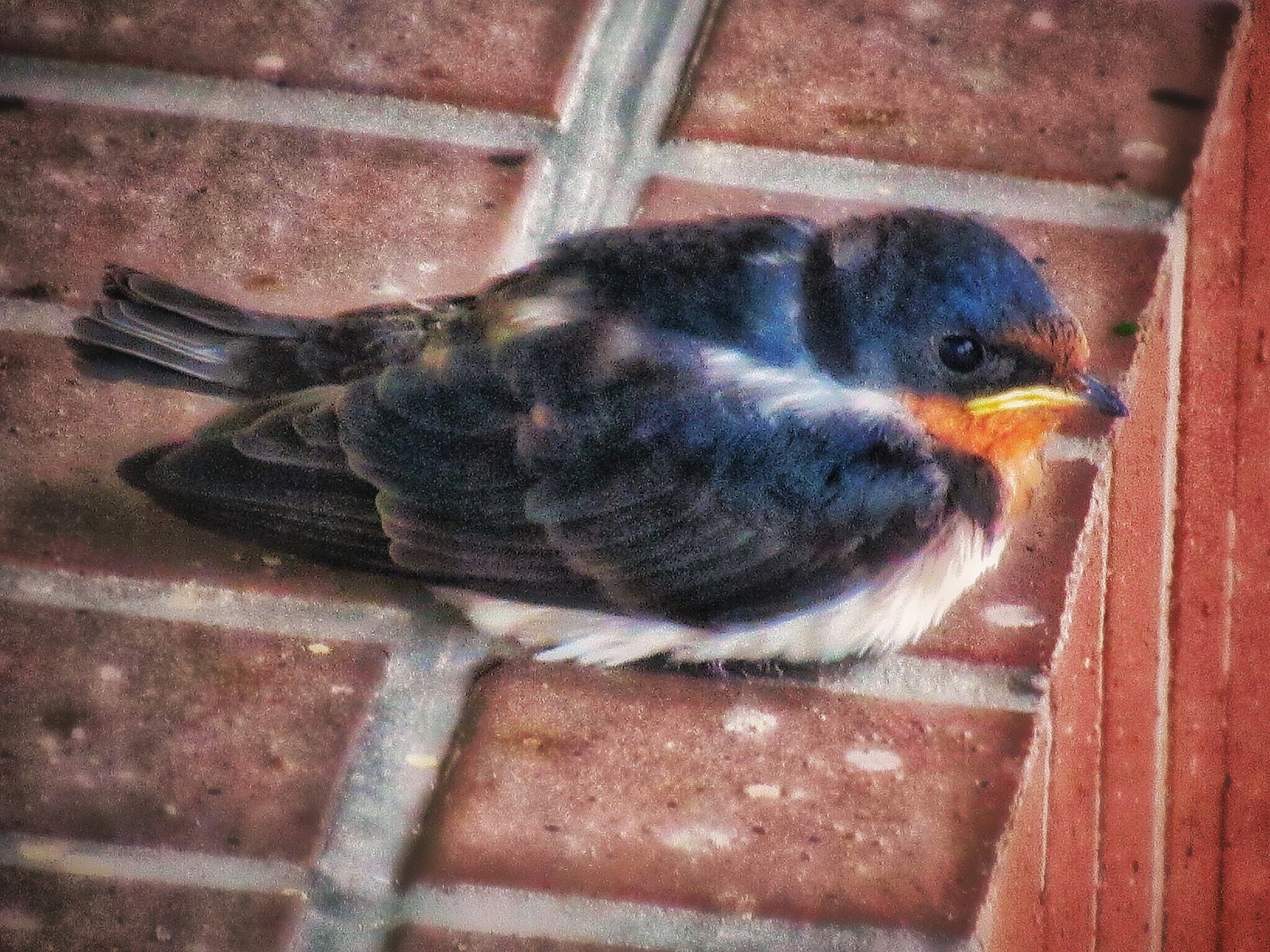 Un pequeño pájaro con plumas azules y un pico naranja sentado sobre una superficie de ladrillos