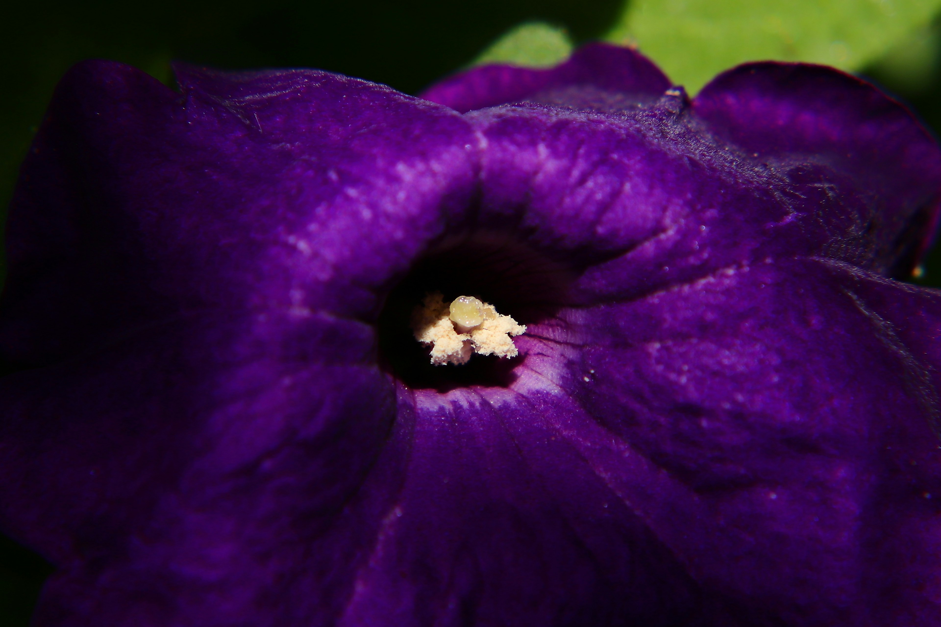 紫色の花の中心に白い雄しべがあるクローズアップ