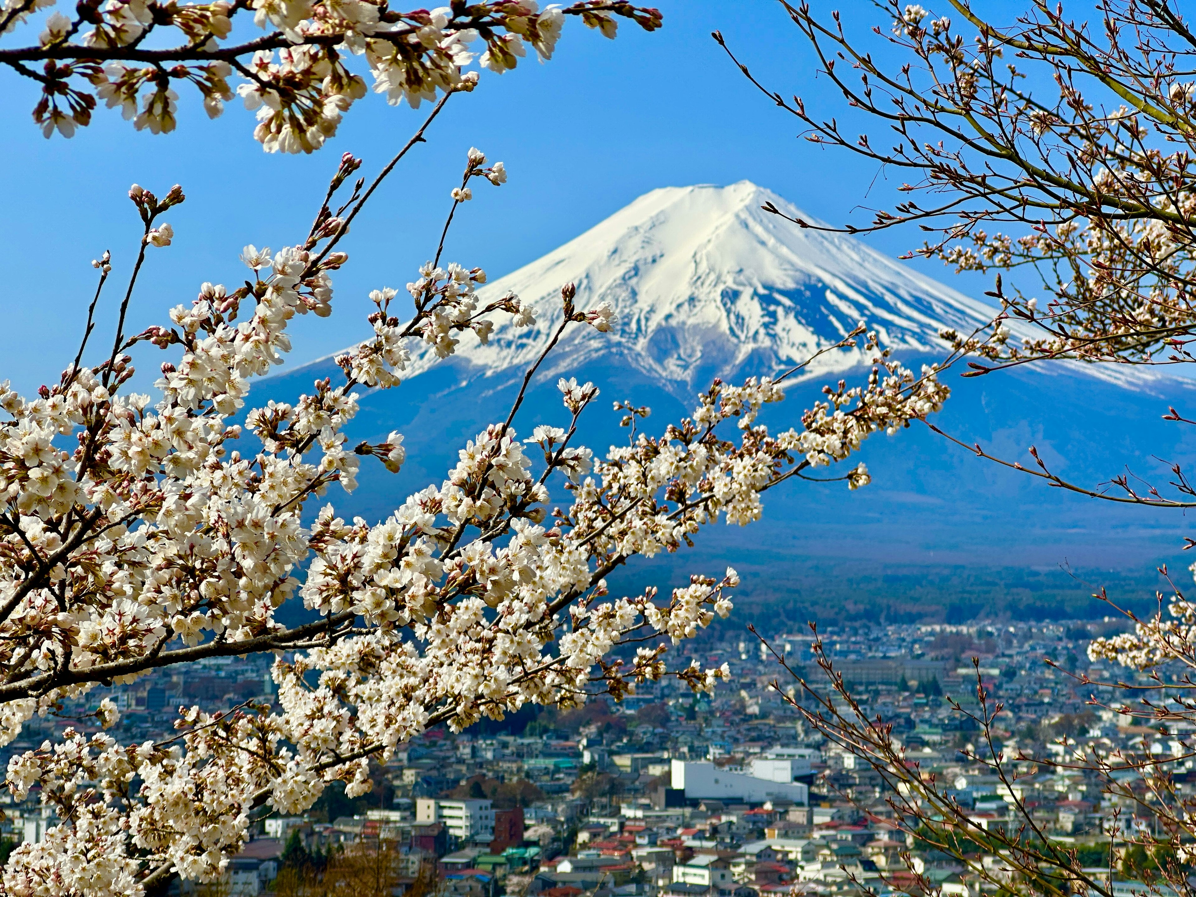 Pemandangan indah Gunung Fuji dengan bunga sakura yang mekar