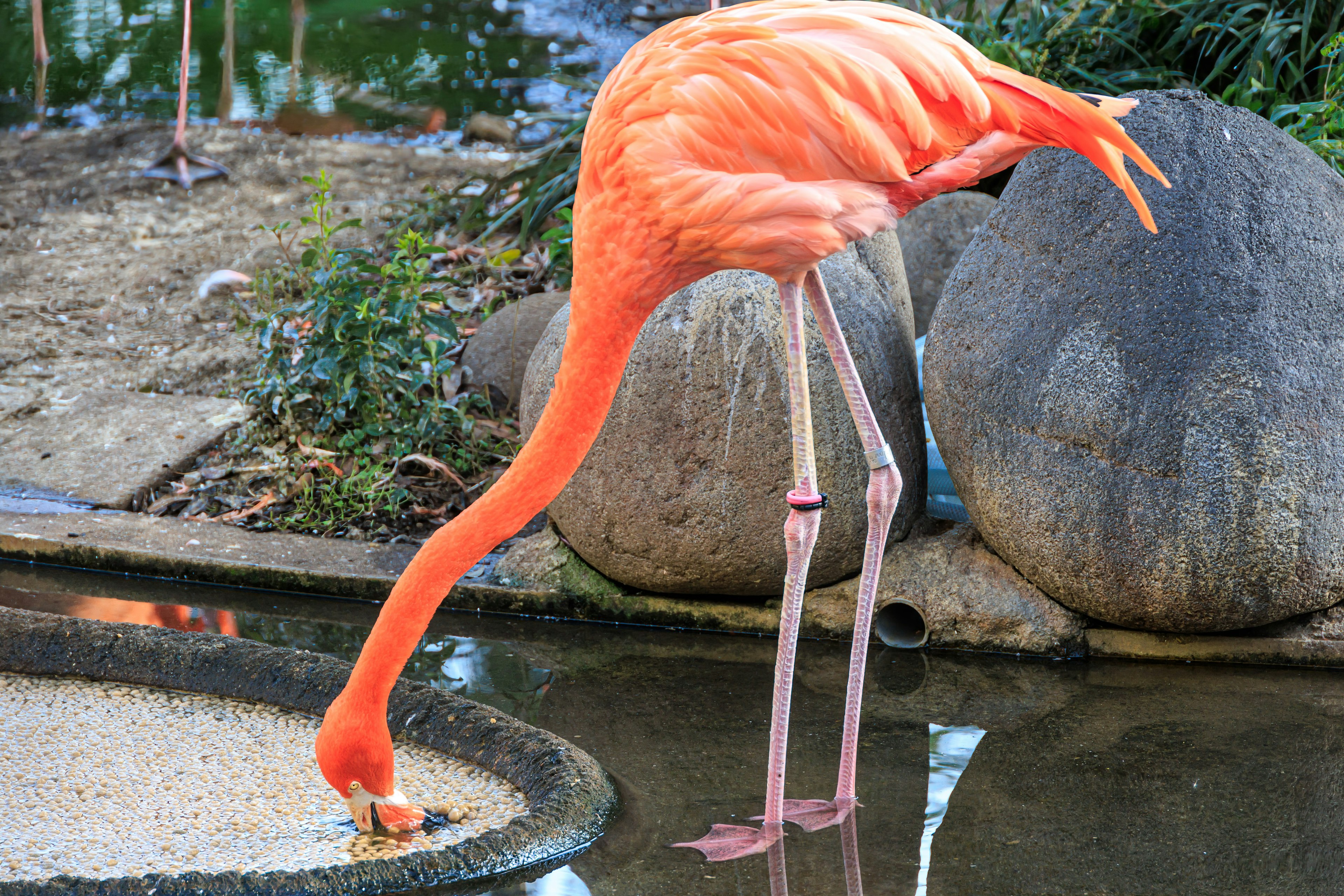 Flamingo feeding by the water's edge