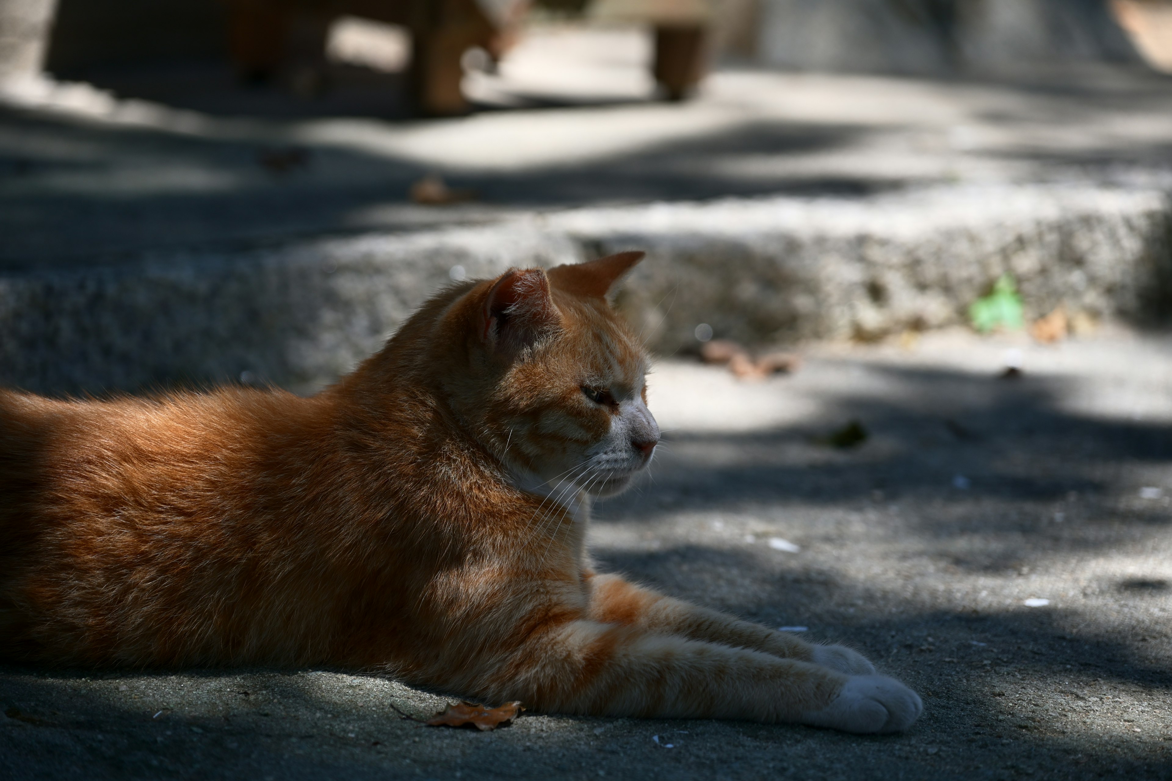 Kucing oranye berbaring di bawah bayangan