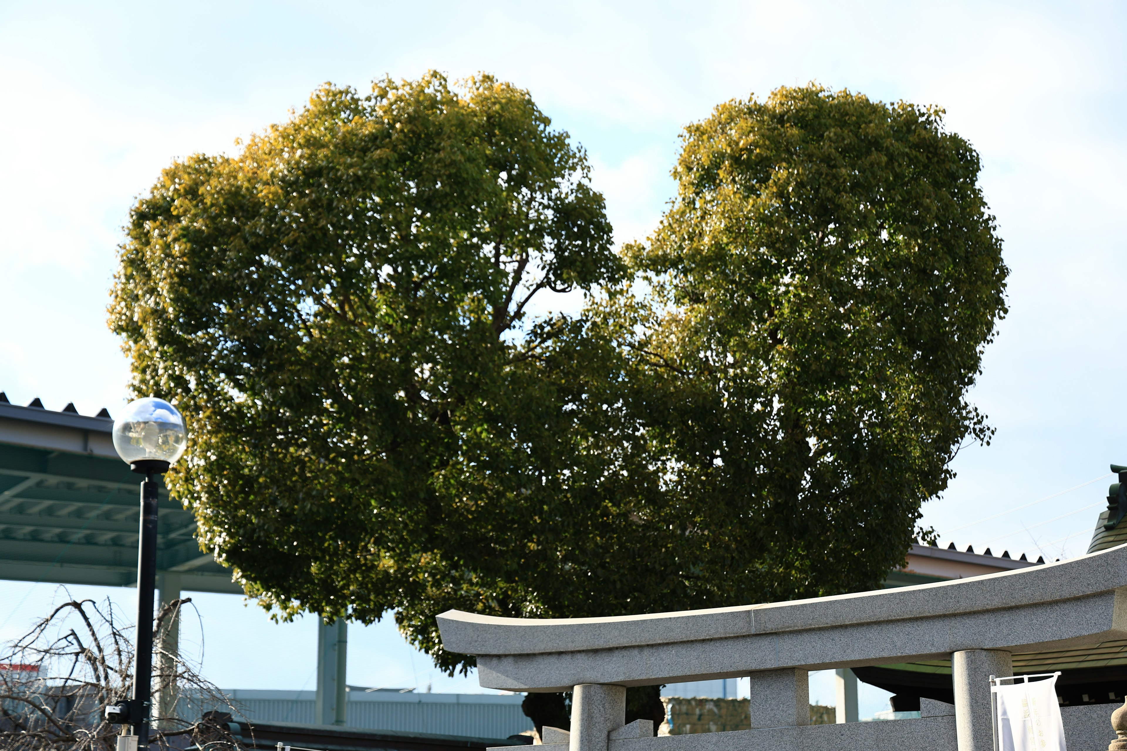 Heart-shaped tree with a torii gate