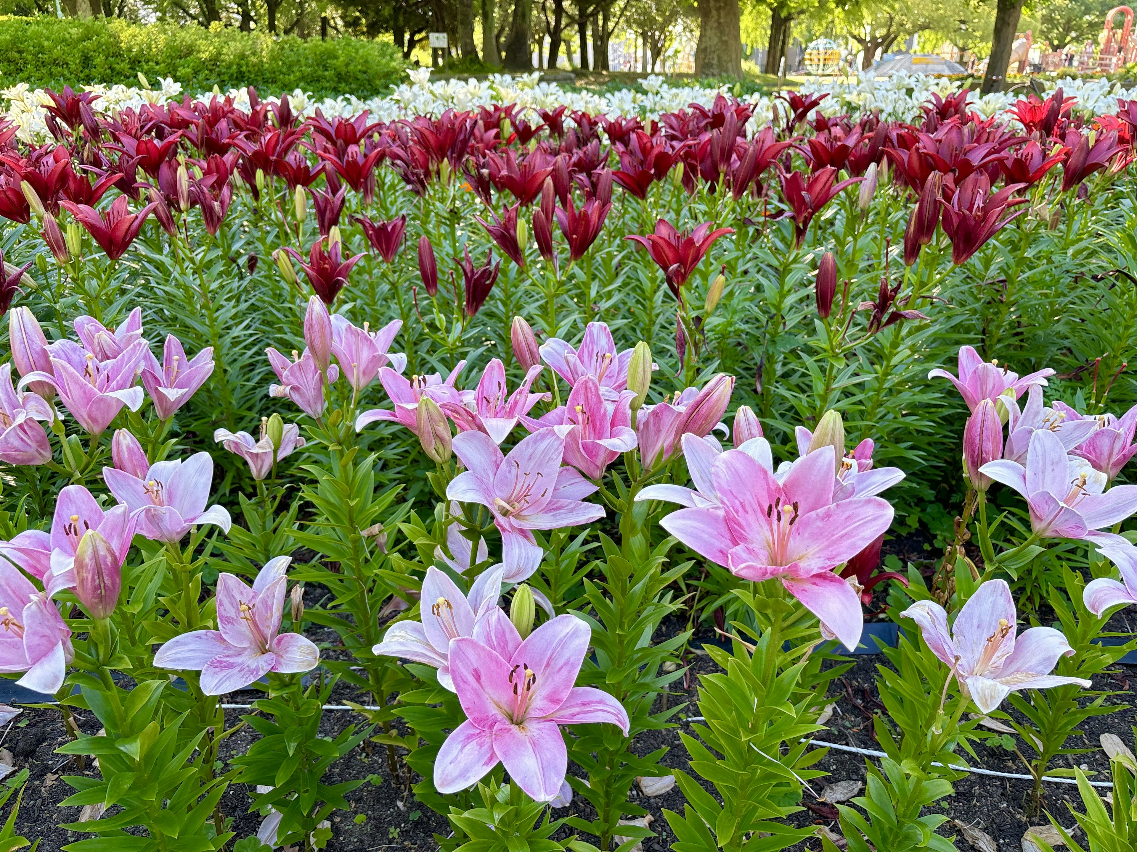 ピンクと赤のユリの花が咲く美しい花壇