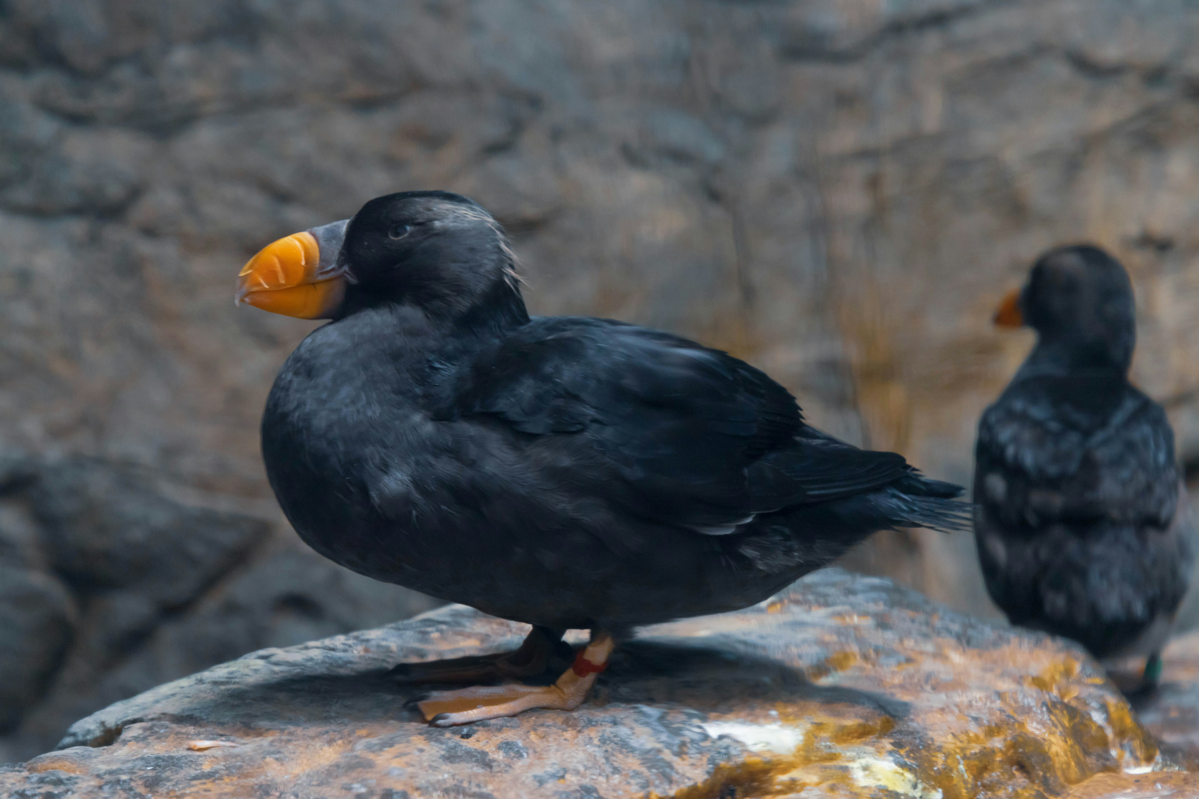 A black-feathered bird sitting on a rock