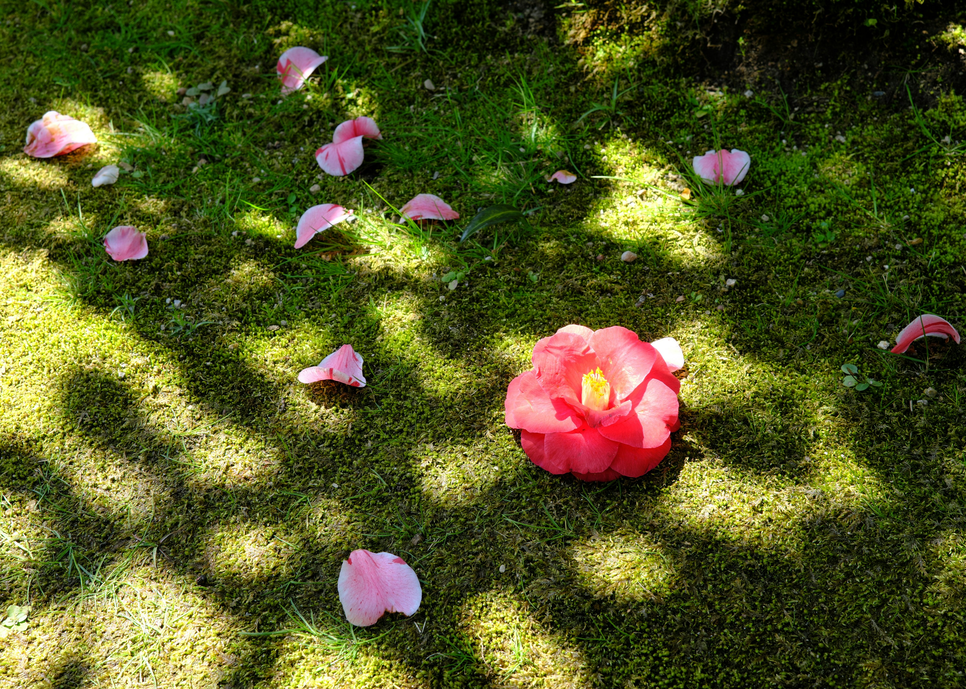 Kontrast von rosa Blütenblättern und einer großen roten Blume auf grünem Gras