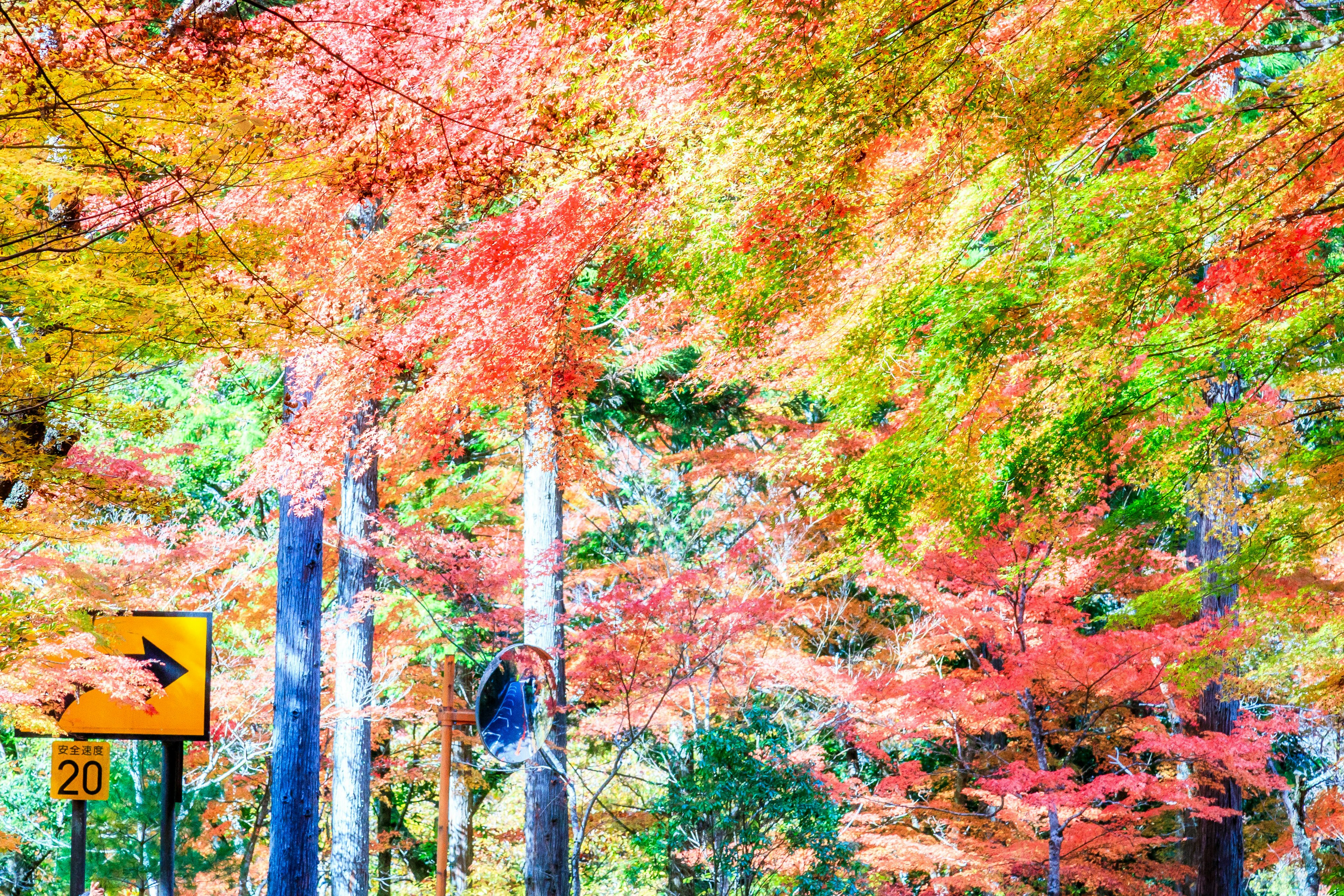 Follaje otoñal vibrante con hojas coloridas y una señal de curva en un bosque