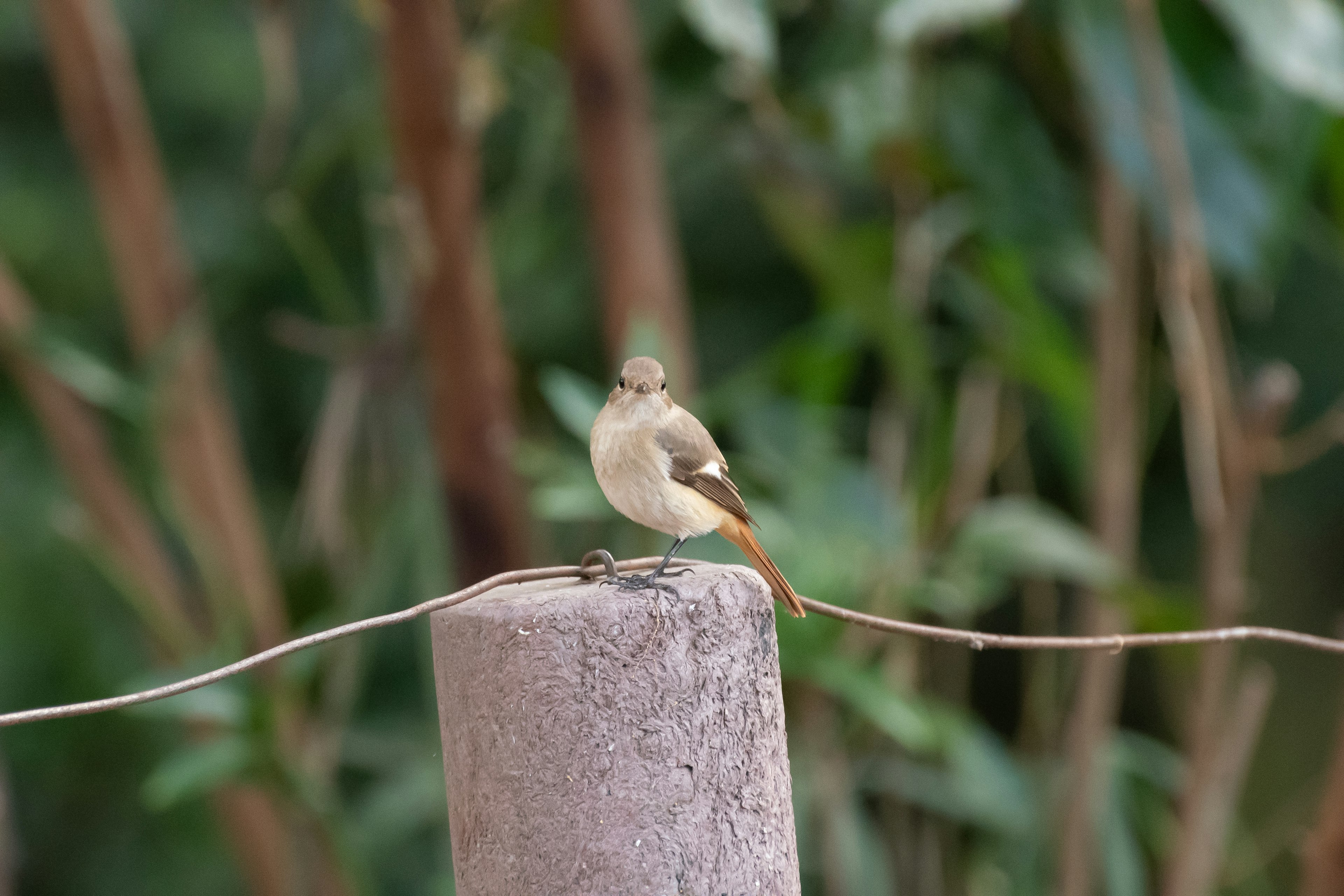 Un petit oiseau se tenant sur un poteau avec un arrière-plan vert