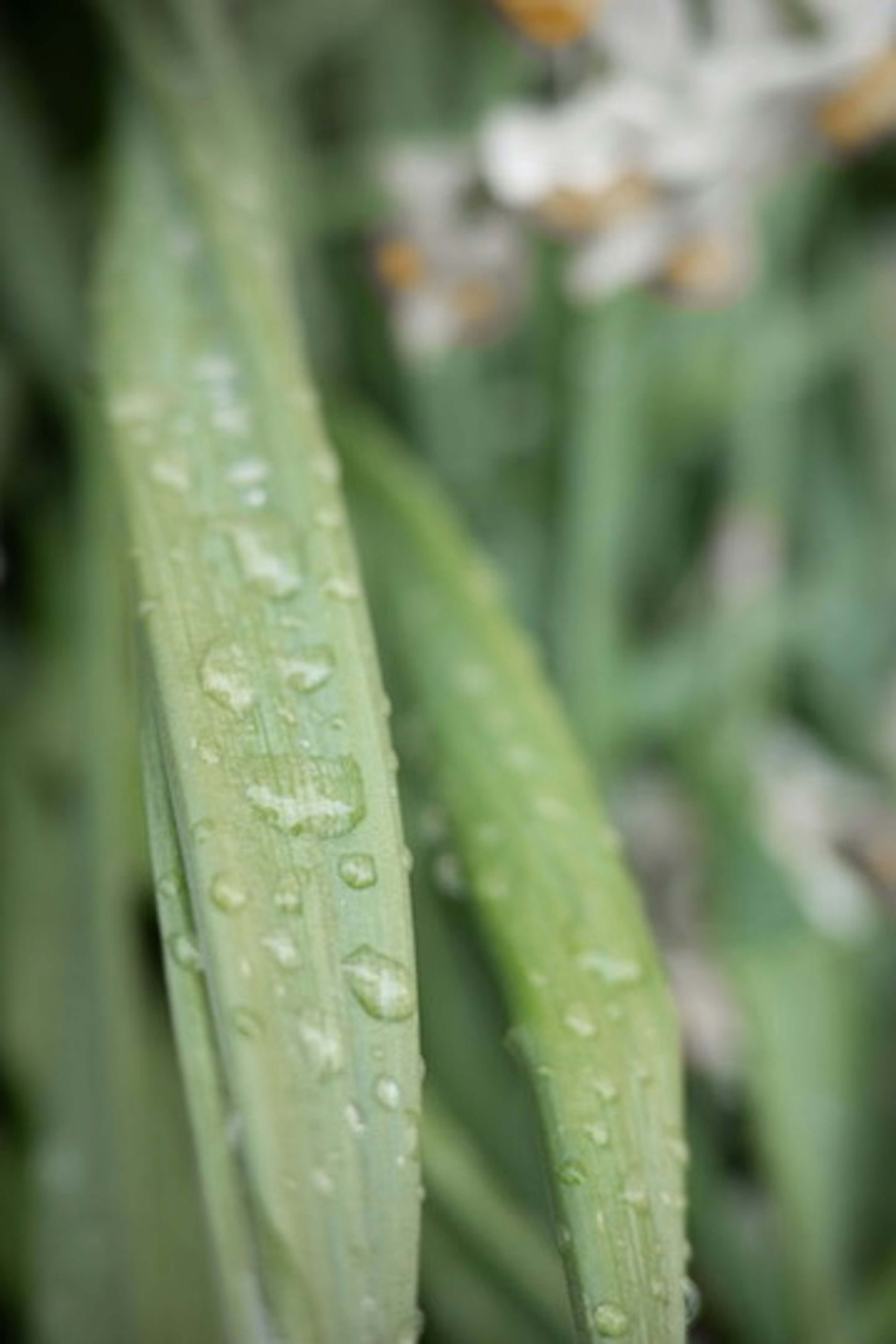 Grüne Blätter mit Wassertropfen und verschwommenen Blumen im Hintergrund