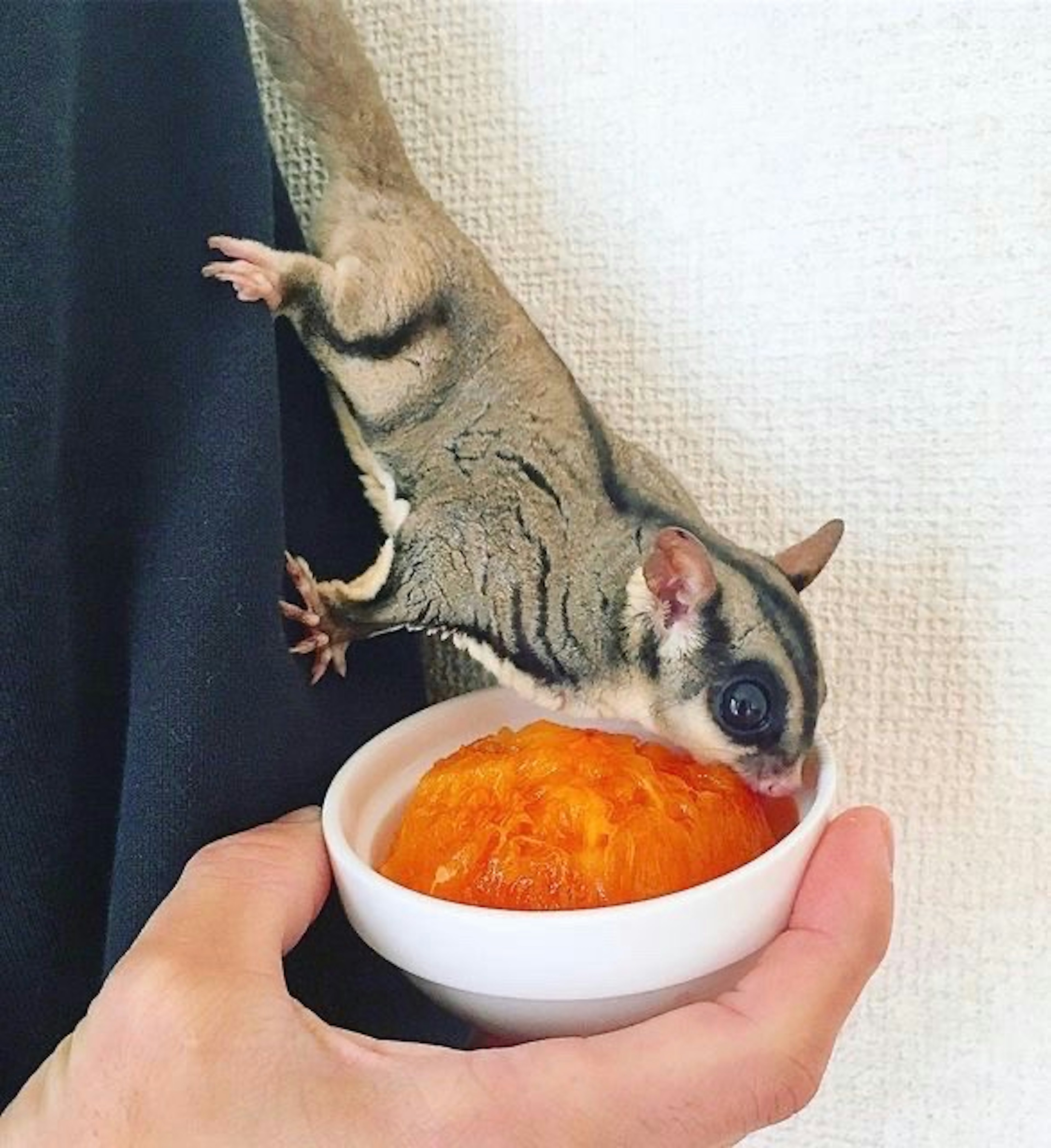 Un petit animal semblable à un écureuil mangeant de la nourriture sucrée dans un petit bol blanc tenu dans une main