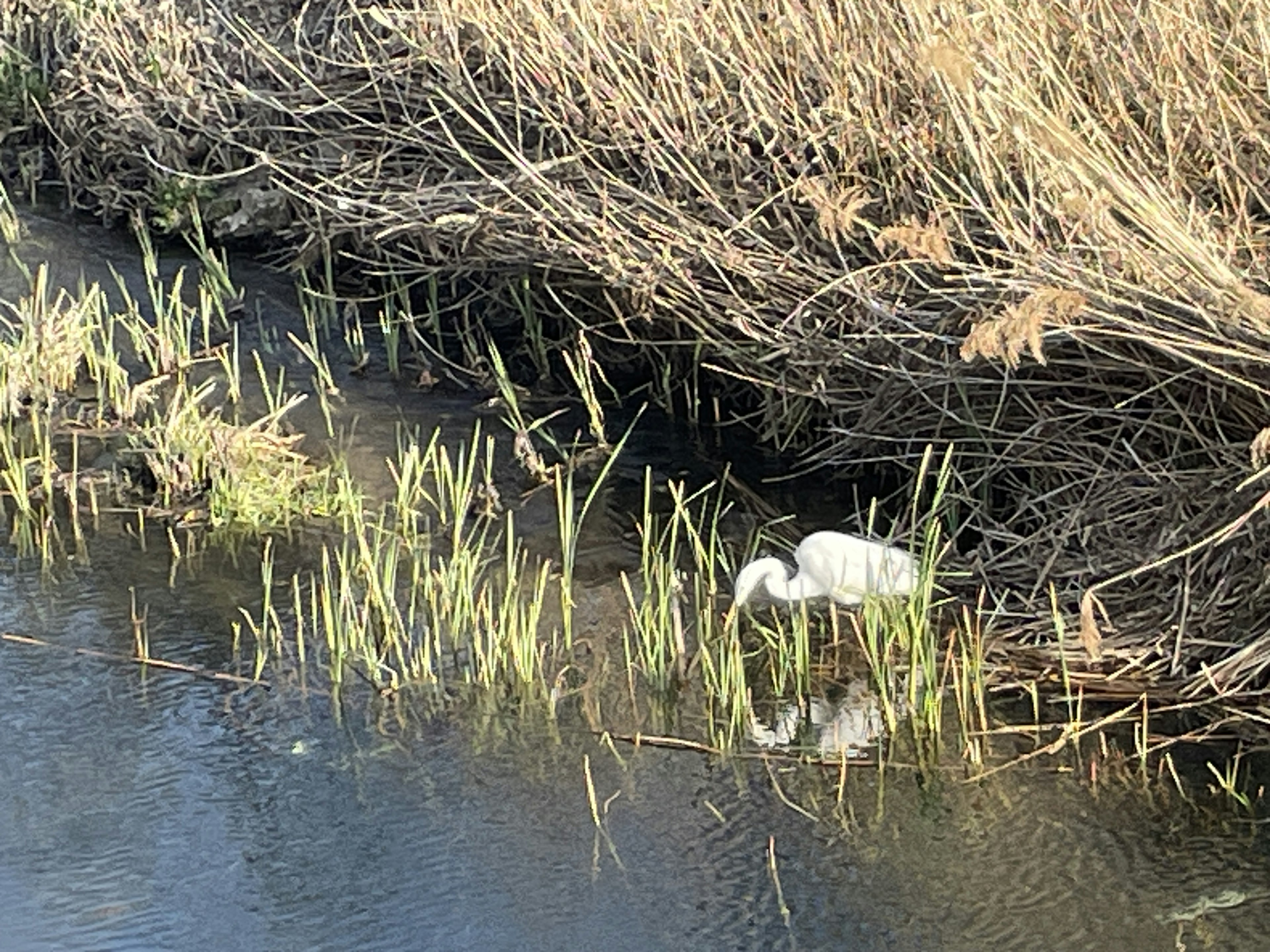 Ein weißer Reiher steht am Wasser zwischen grünem Gras