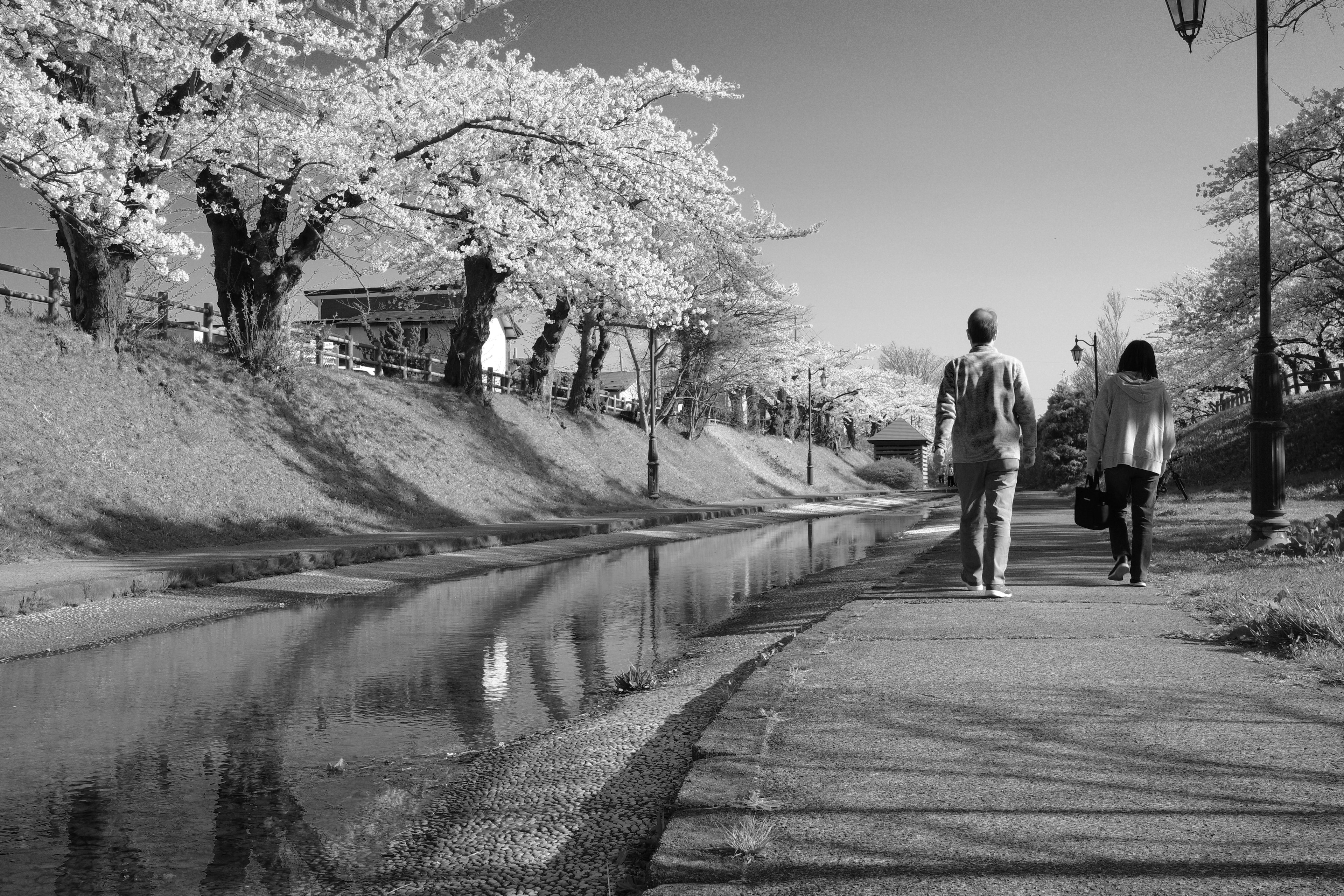 桜の木の下を歩くカップルと小川の風景