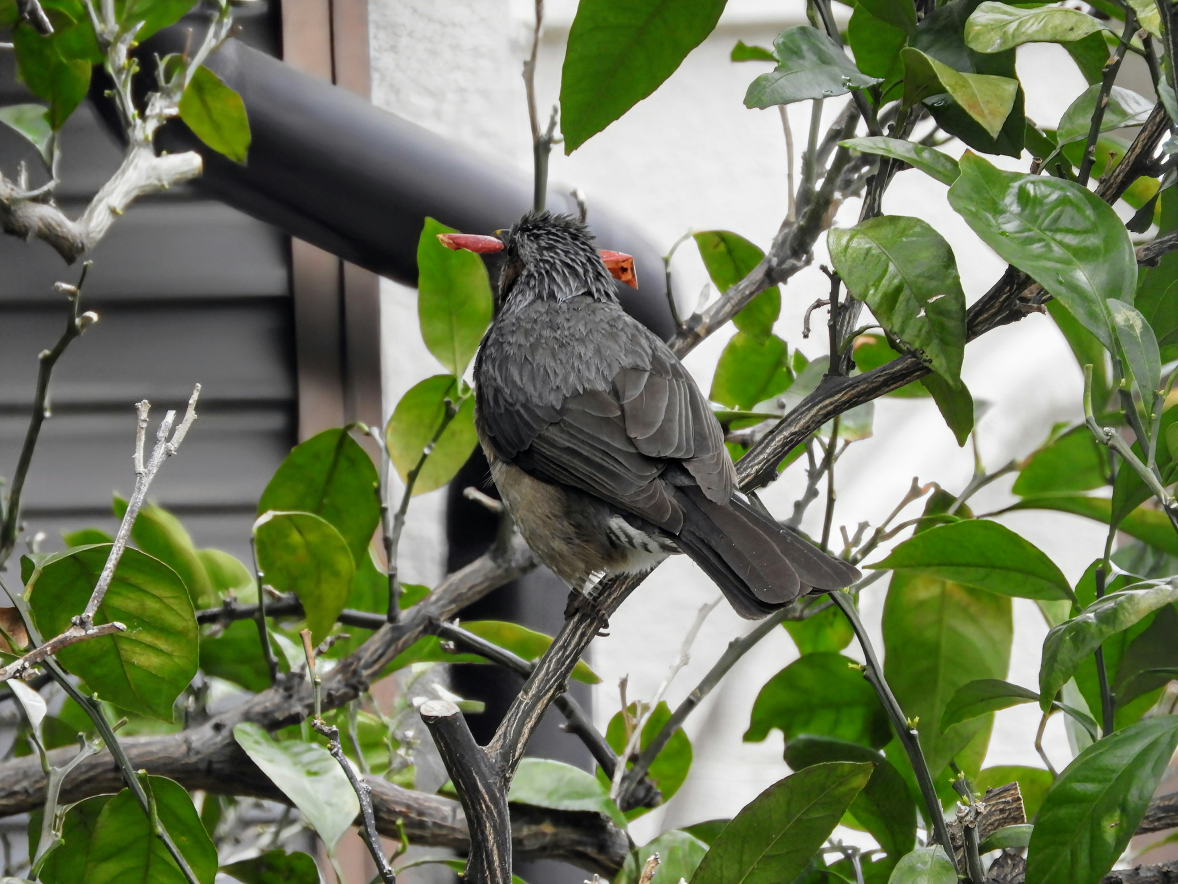 木の枝にとまる灰色の鳥 赤いくちばしと目を持つ